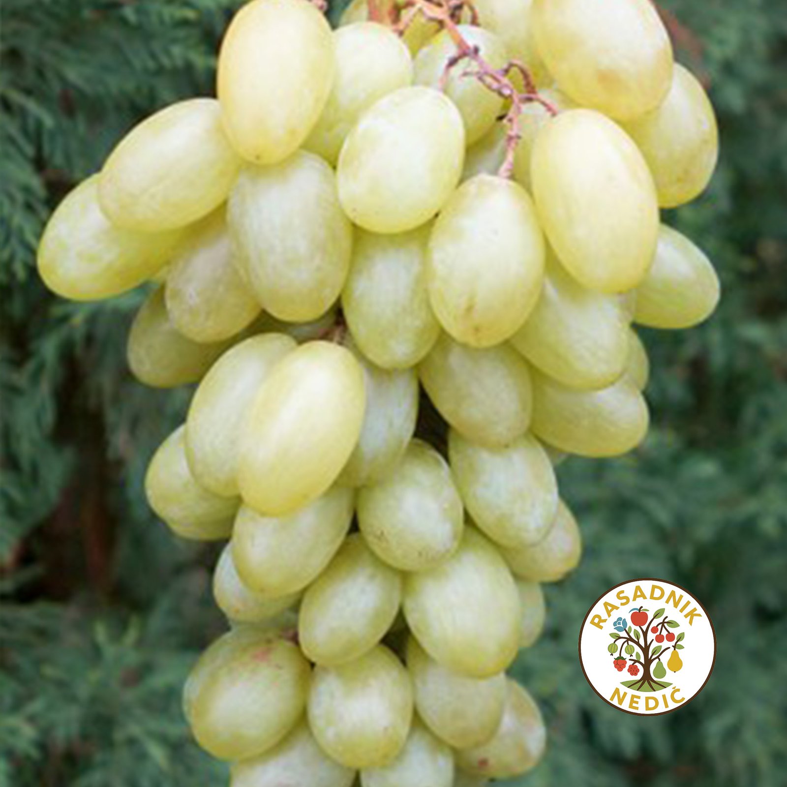 Bezsemeni Neprskanac Beli Regal Seedless