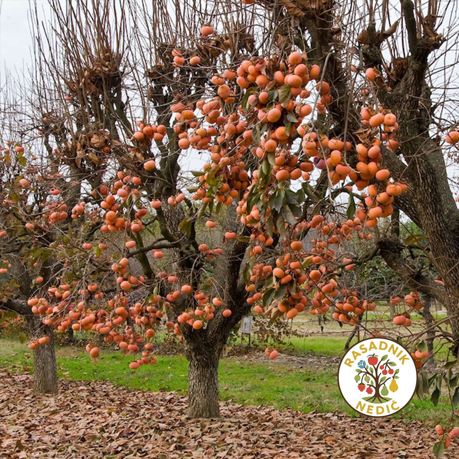 Japanska Jabuka Tipo