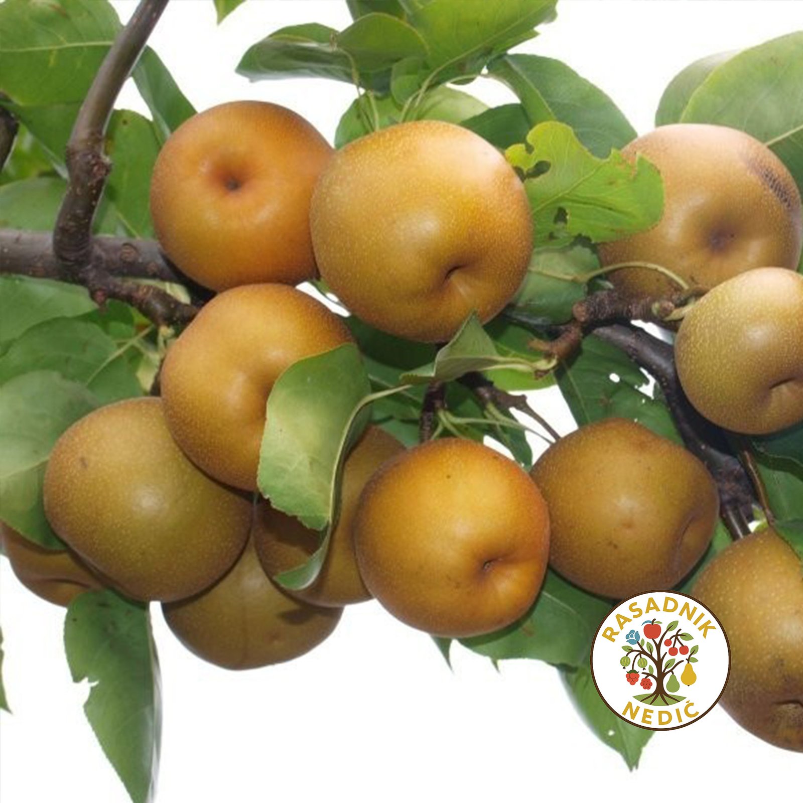 Japanska Kruska Kumoi