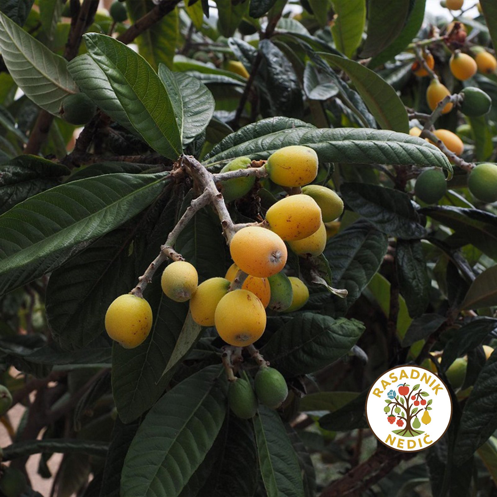 Japanska Musmula Nespula