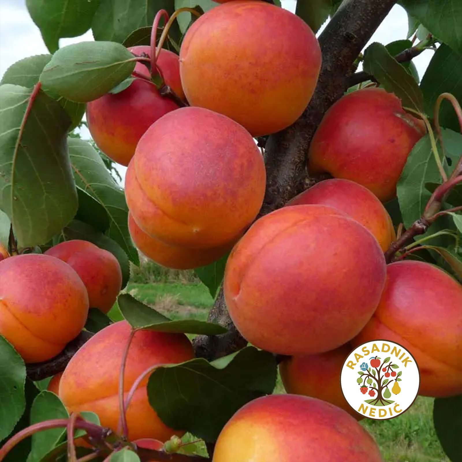 Kajsija Keckemetska Ruza