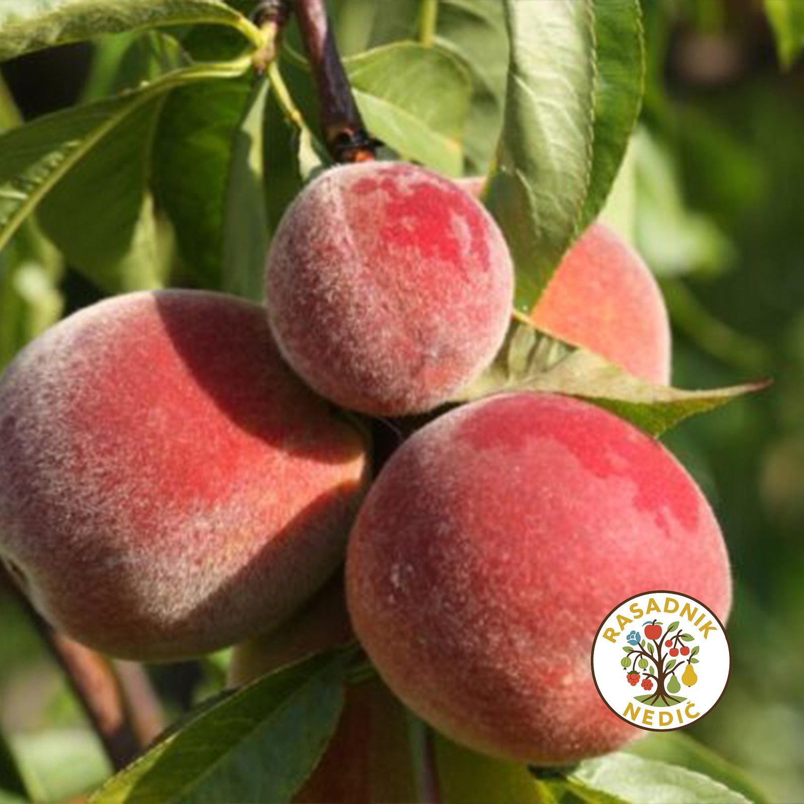 Sadnice Breskve Spring Gold