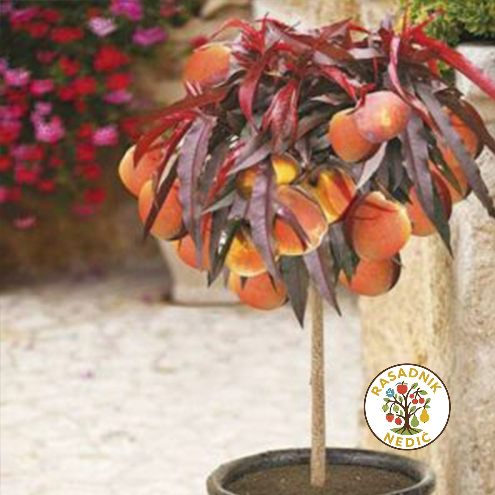 Sadnice Crvenolisne Breskve