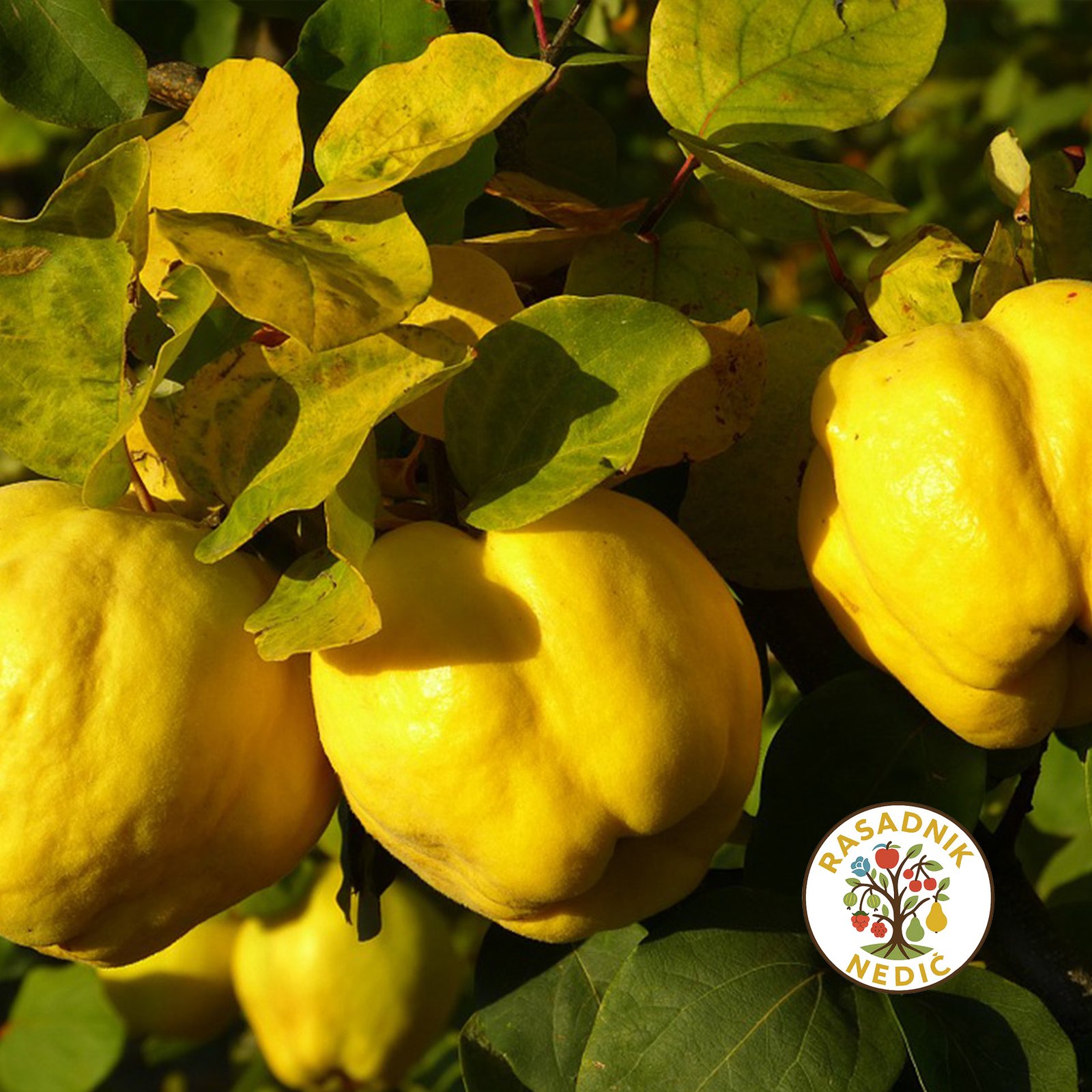 Sadnice Dunje Leskovacka