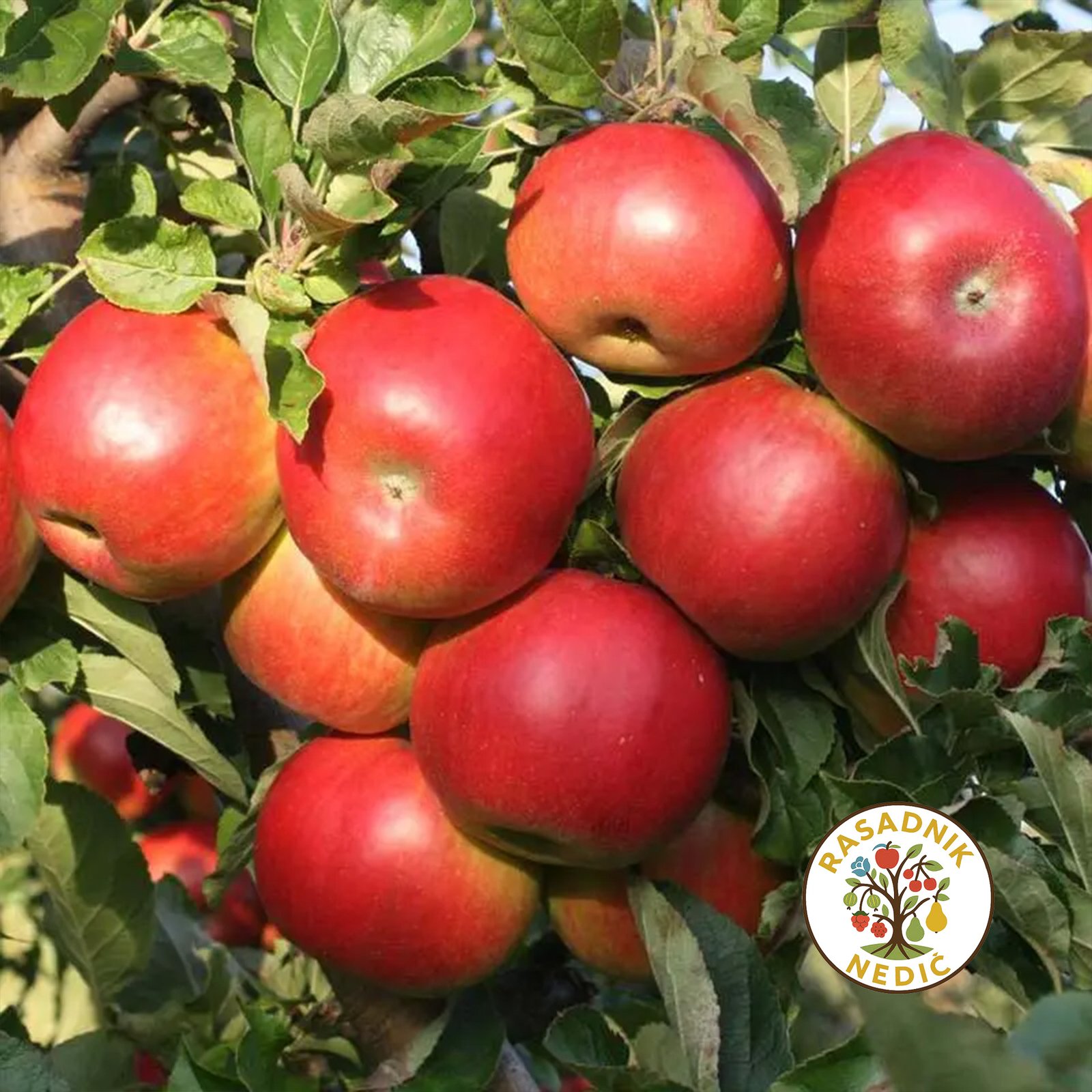 Sadnice Jabuke Ajdared