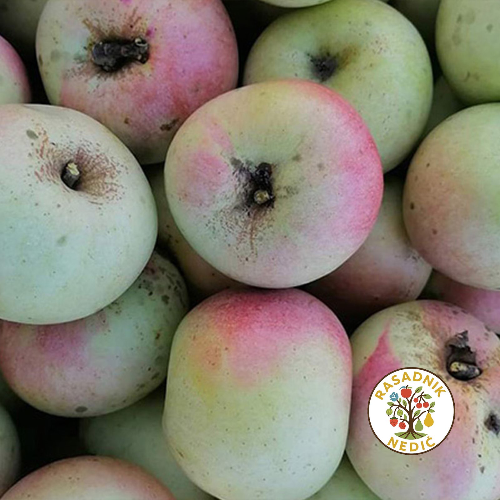 Sadnice Jabuke Budimka