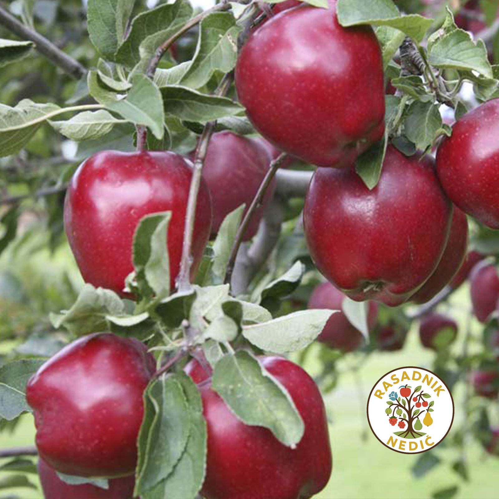 Sadnice Jabuke Crveni Delises