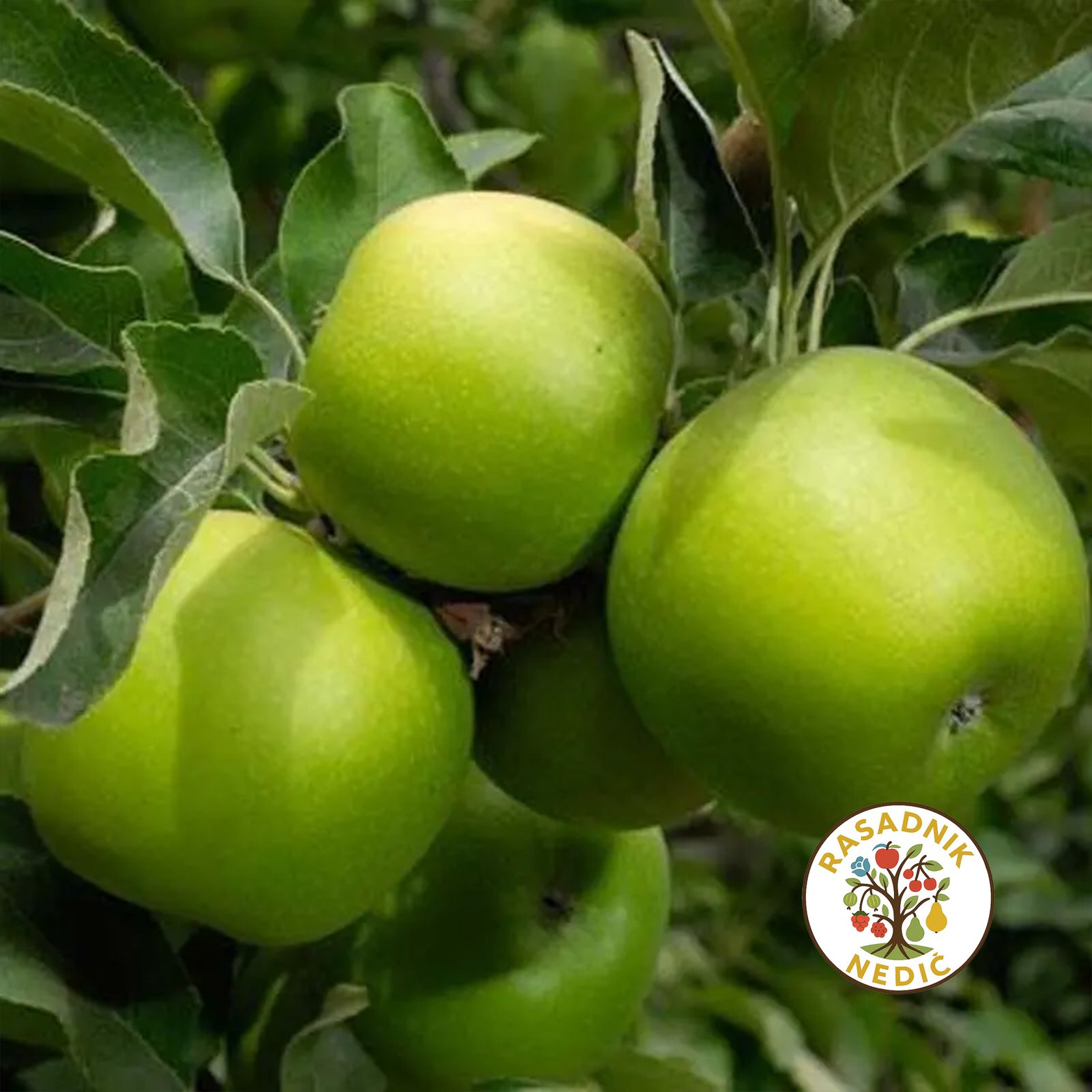 Sadnice Jabuke Greni Smit