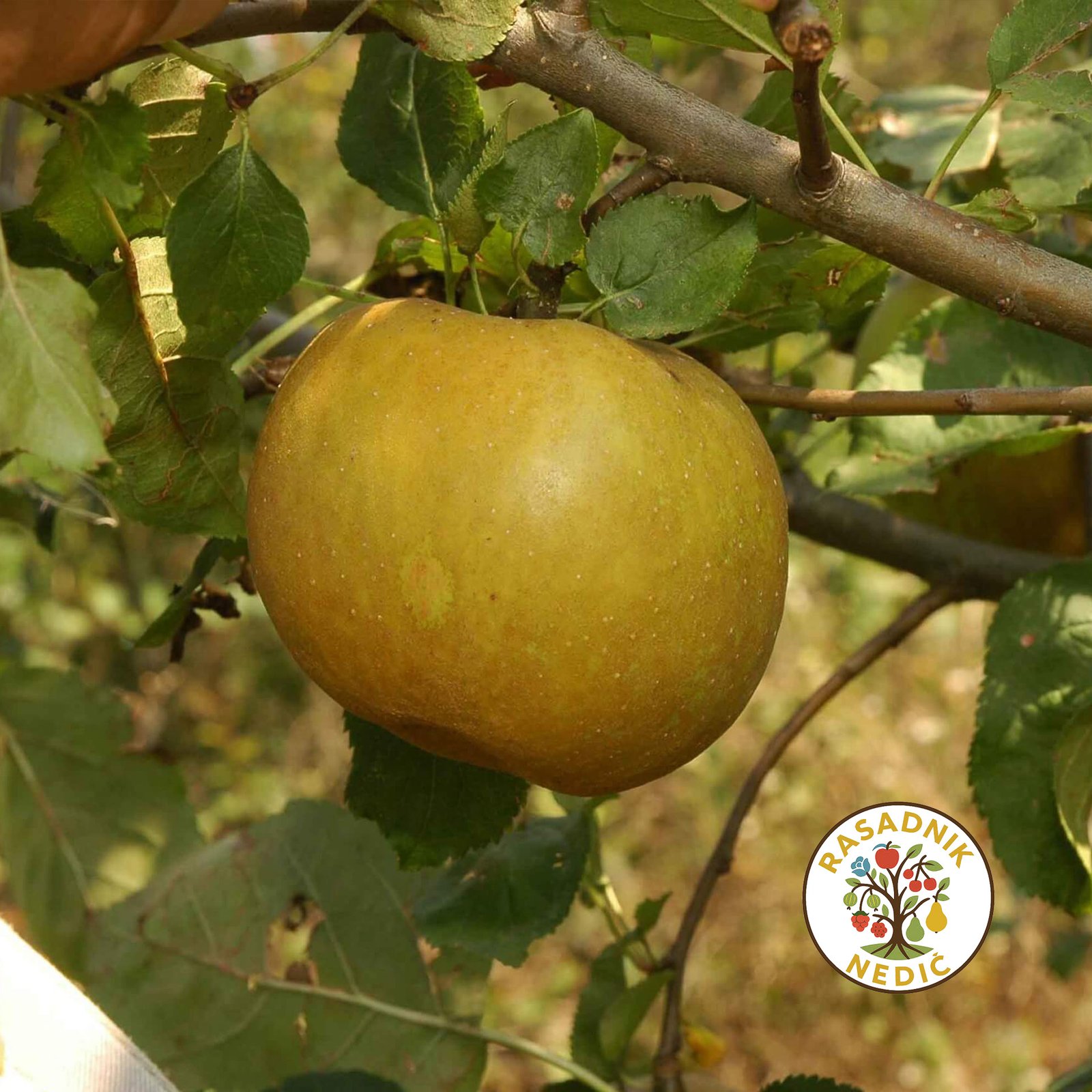 Sadnice Jabuke Kozara