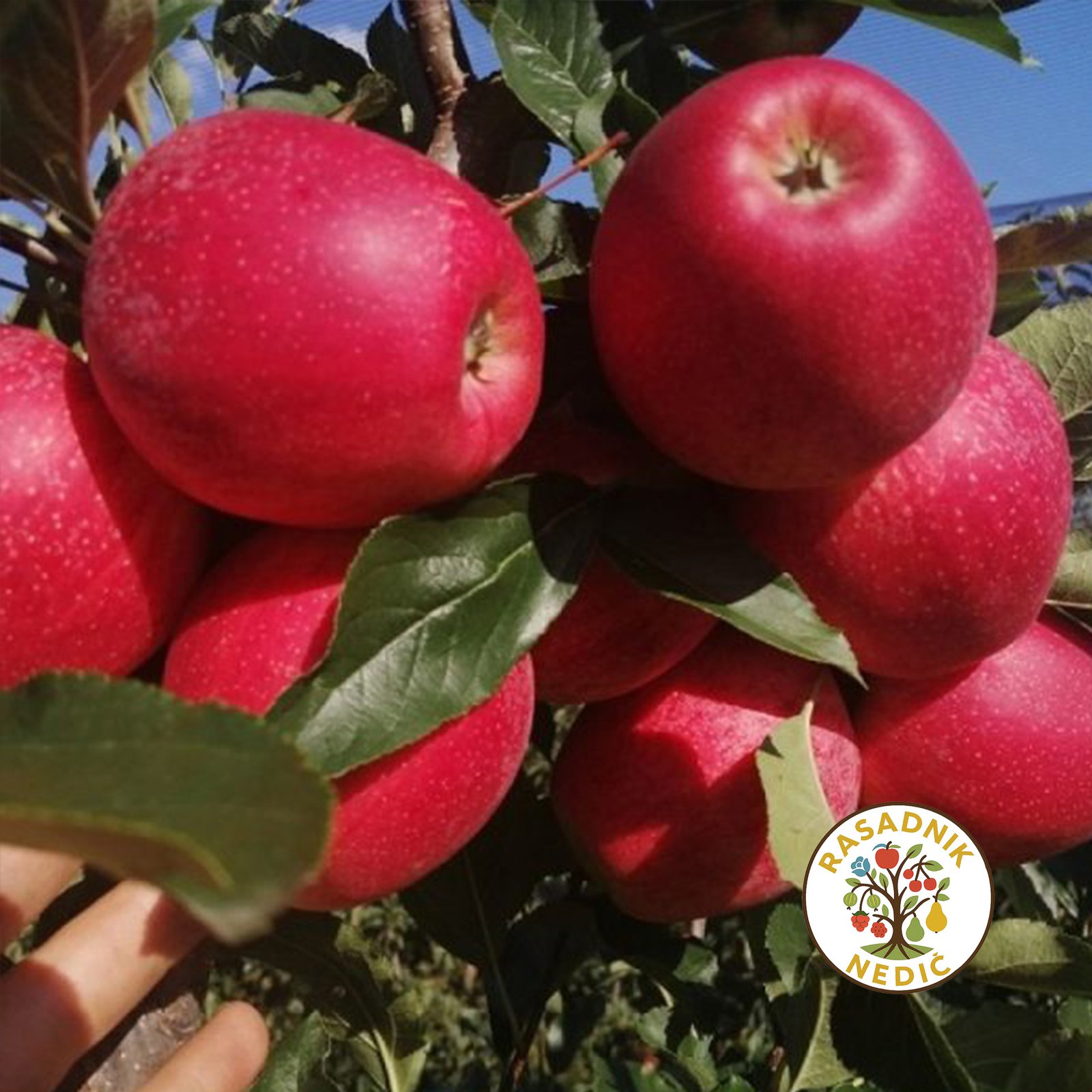 Sadnice Jabuke Mici Gala