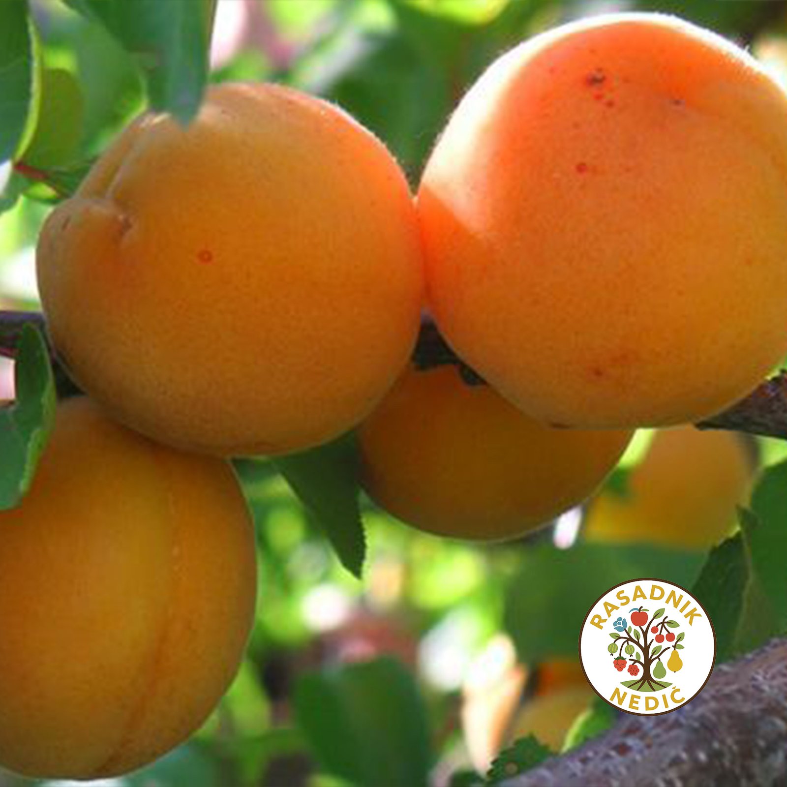 Sadnice Kajsije Madjarska