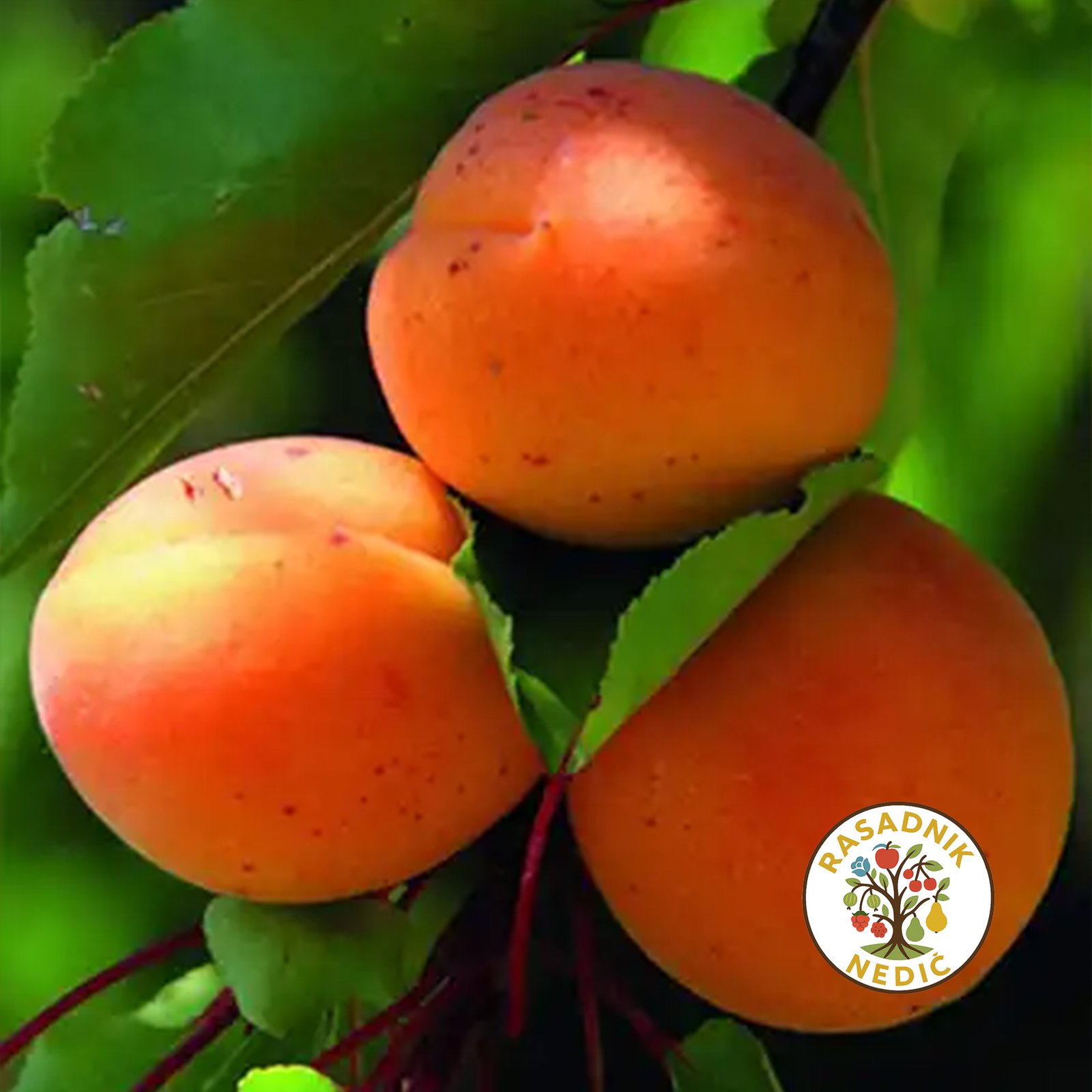 Sadnice Kajsije Novosadska Rodna