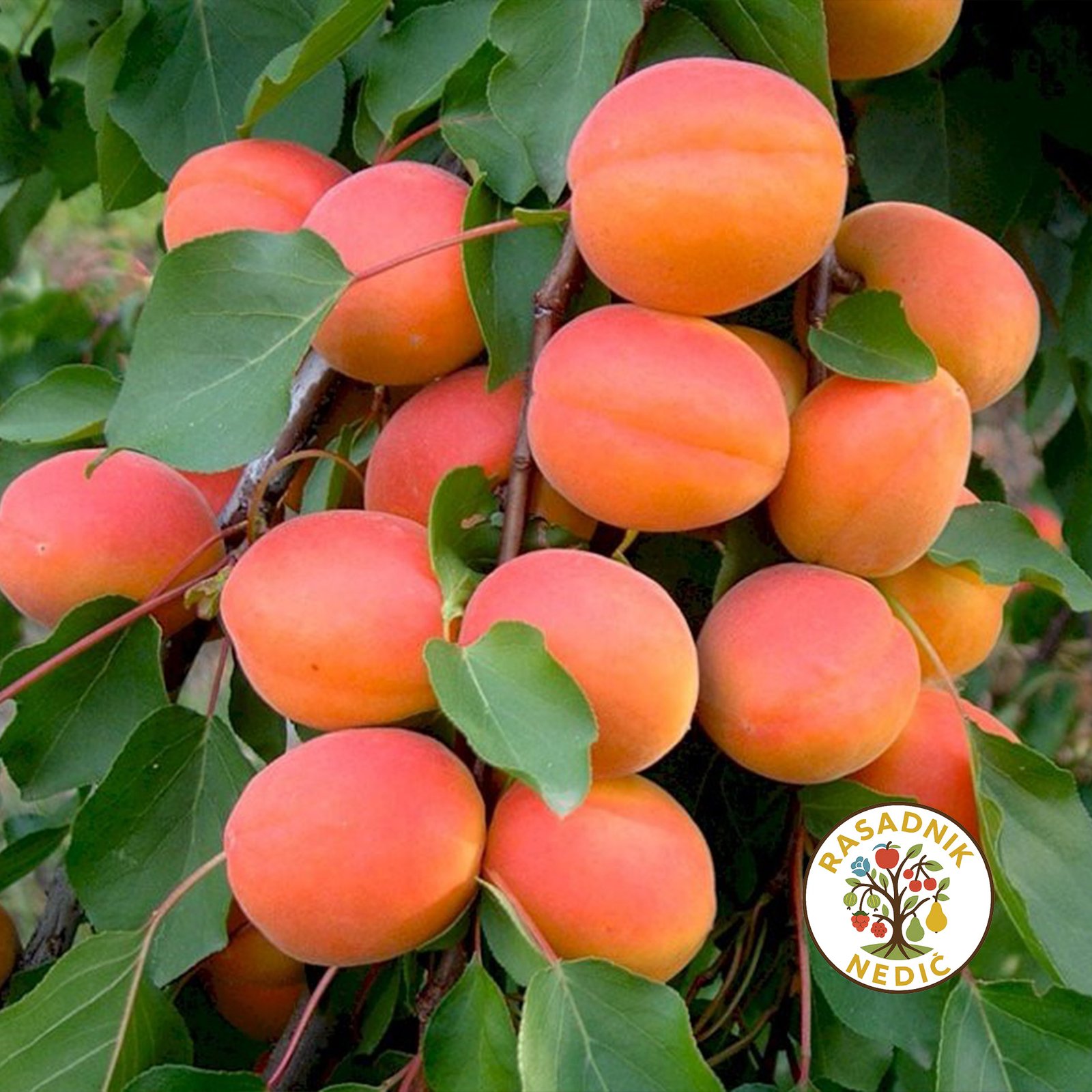 Sadnice Kajsije Roksana