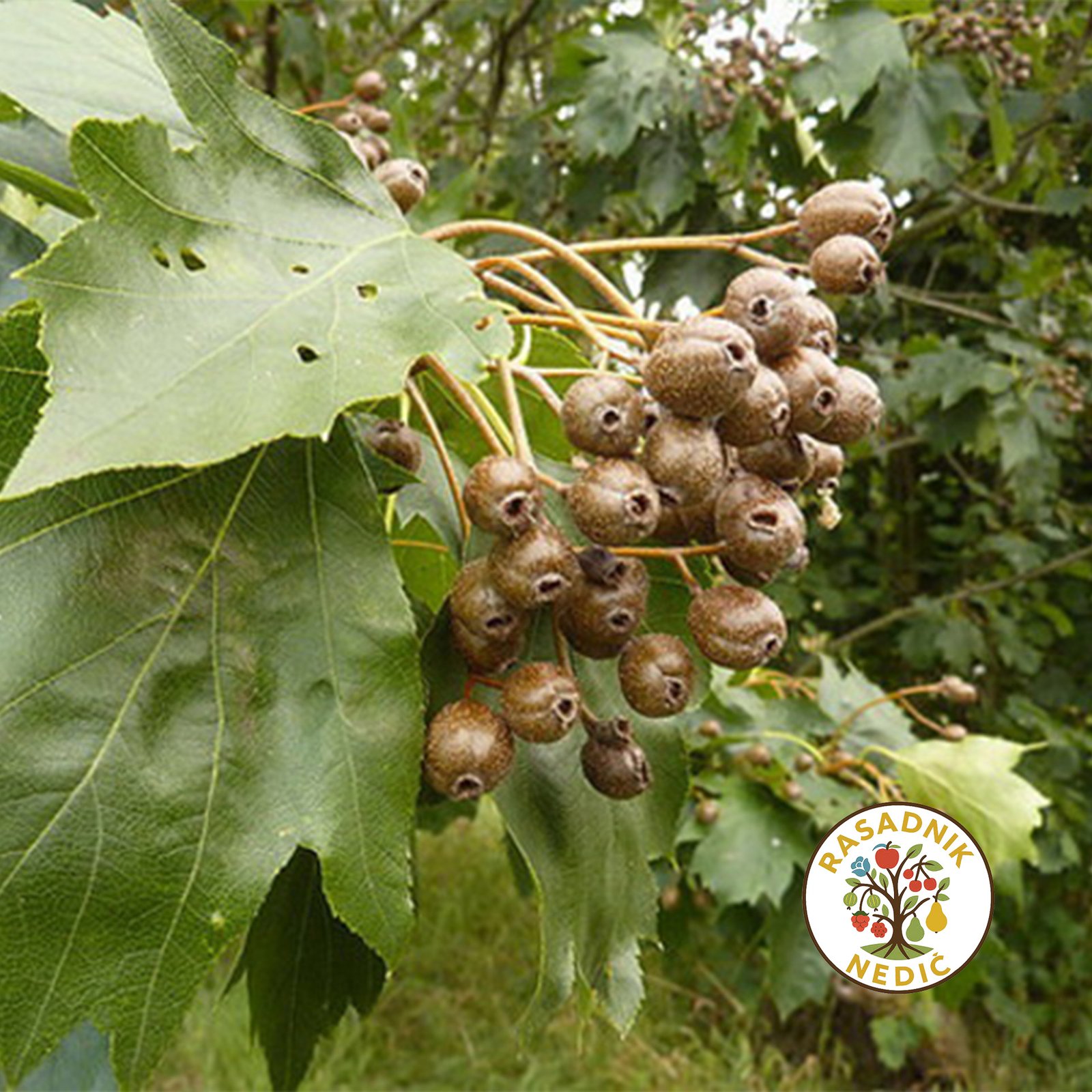 Sadnice Kruske Brekinja