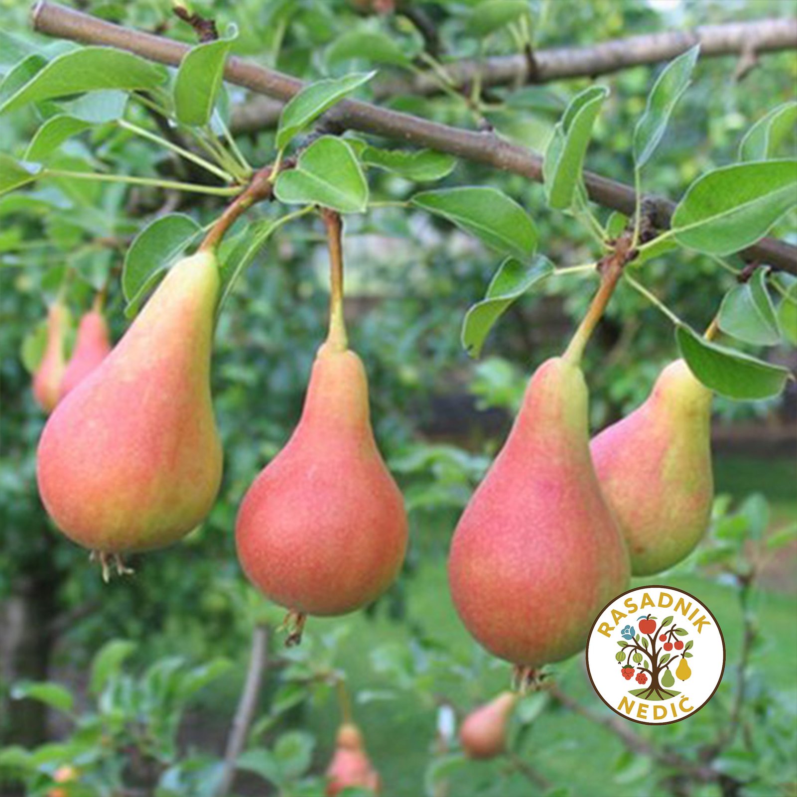 Sadnice Kruske Junska Lepotica