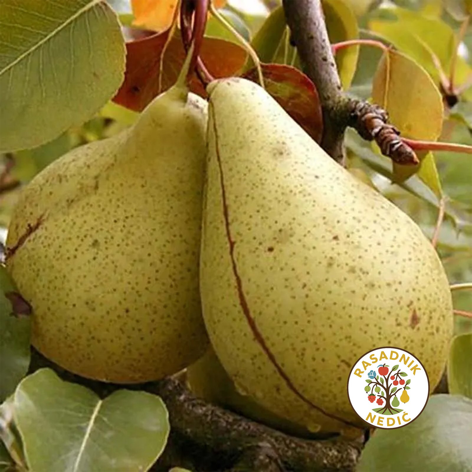 Sadnice Kruske Kaluderka