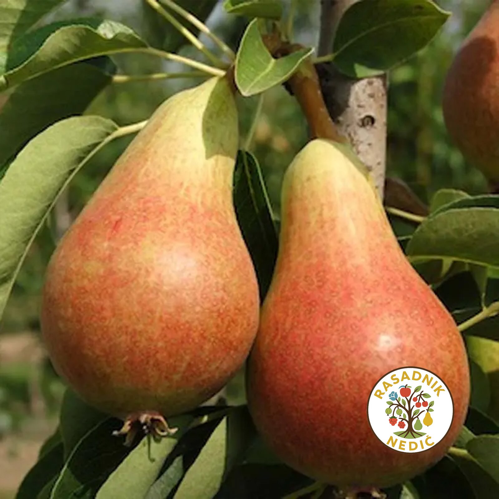 Sadnice Kruske Karmen