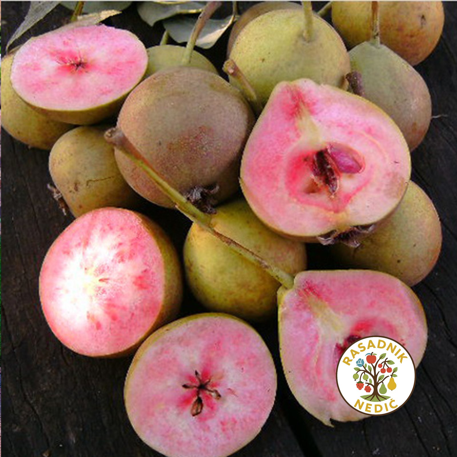 Sadnice Kruske Lubenicarka