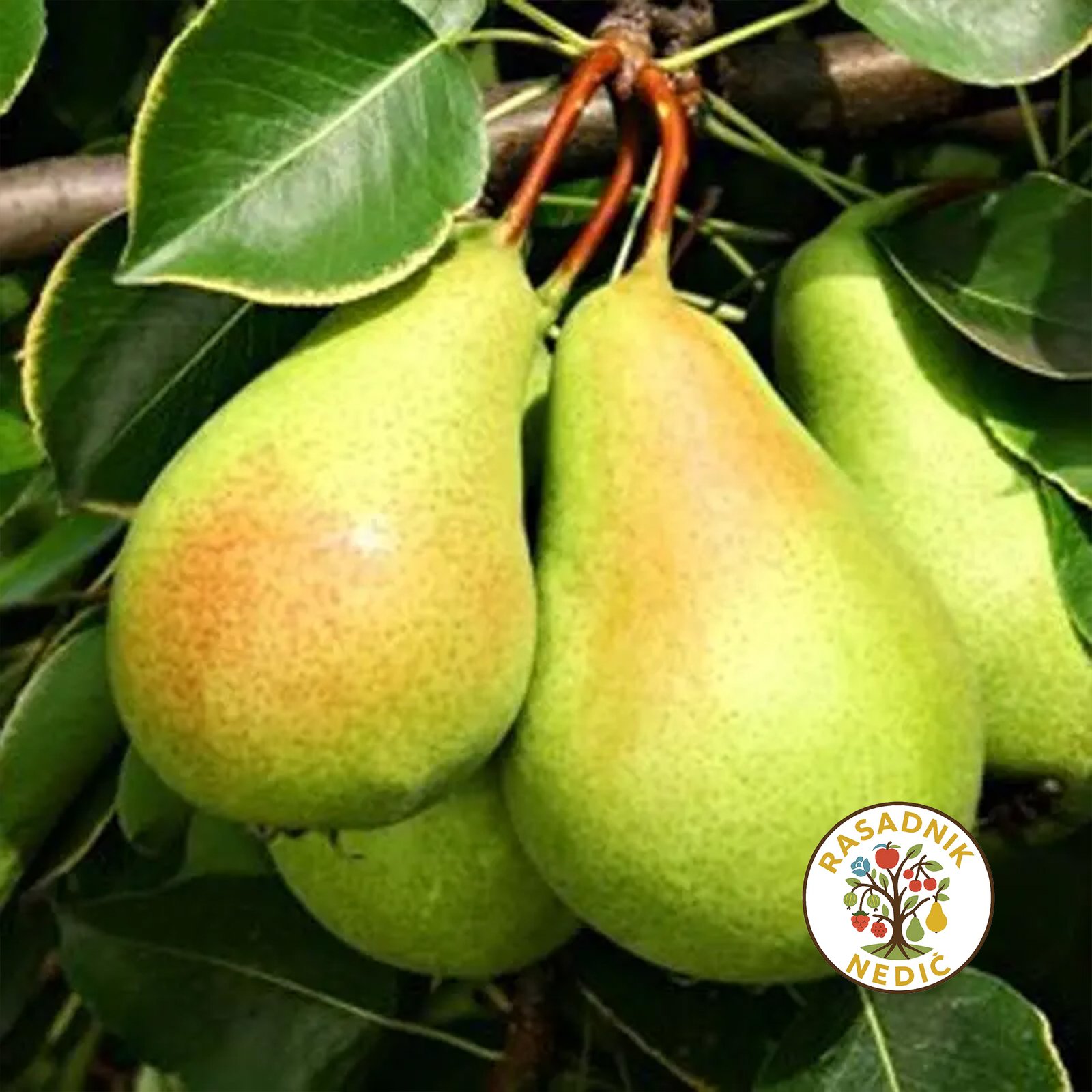 Sadnice Kruske Santa Marija