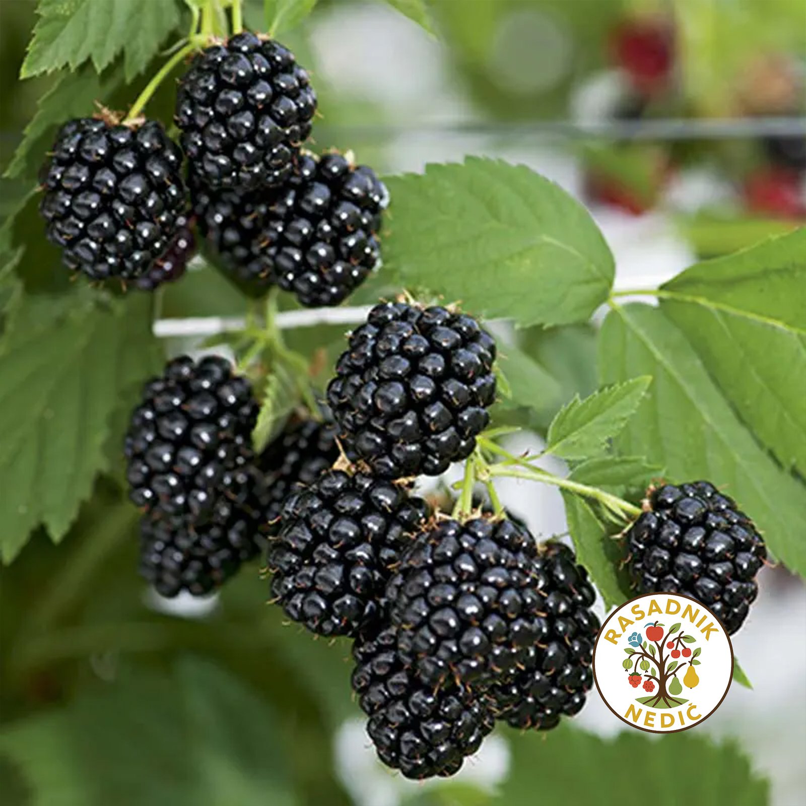 Sadnice Kupine Loh Nes