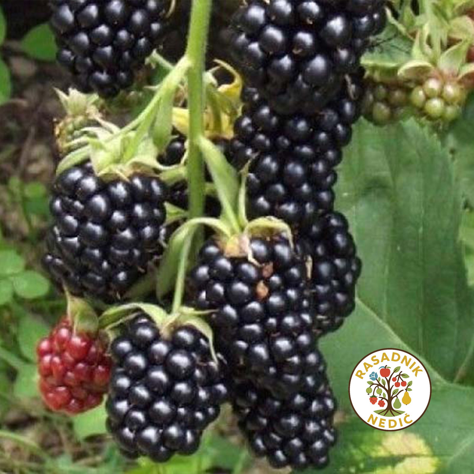 Sadnice Kupine Tri Krune