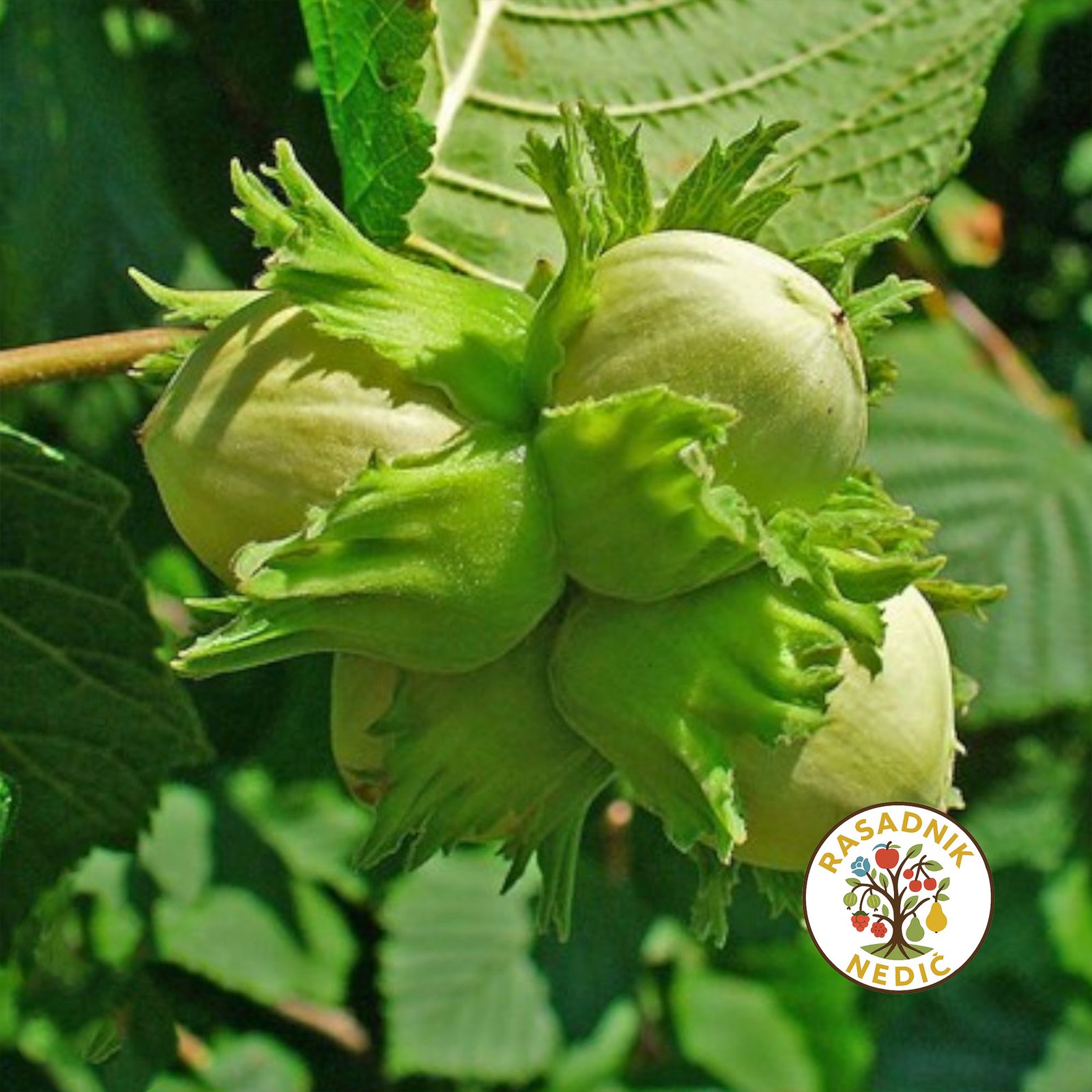 Sadnice Lesnika Halski Dzin