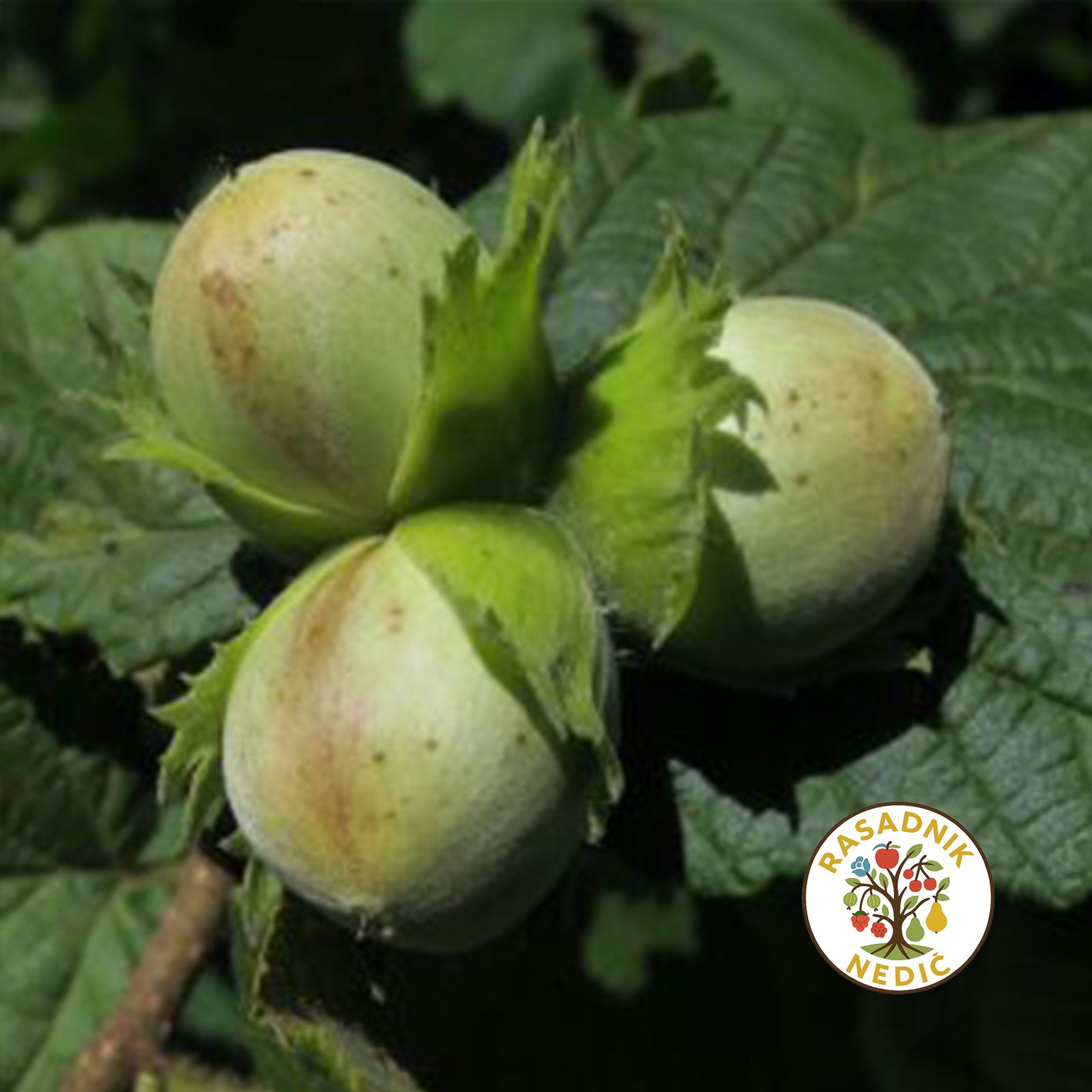 Sadnice Lesnika Istarski Dugi