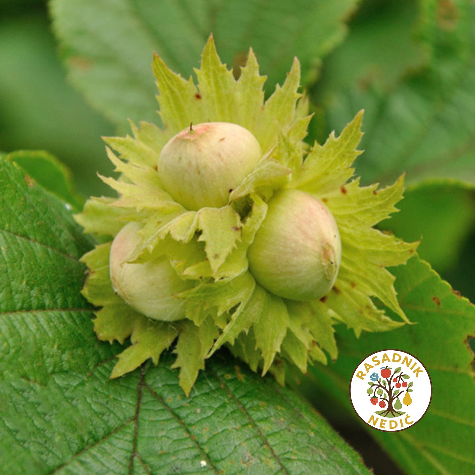 Sadnice Lesnika Rimski