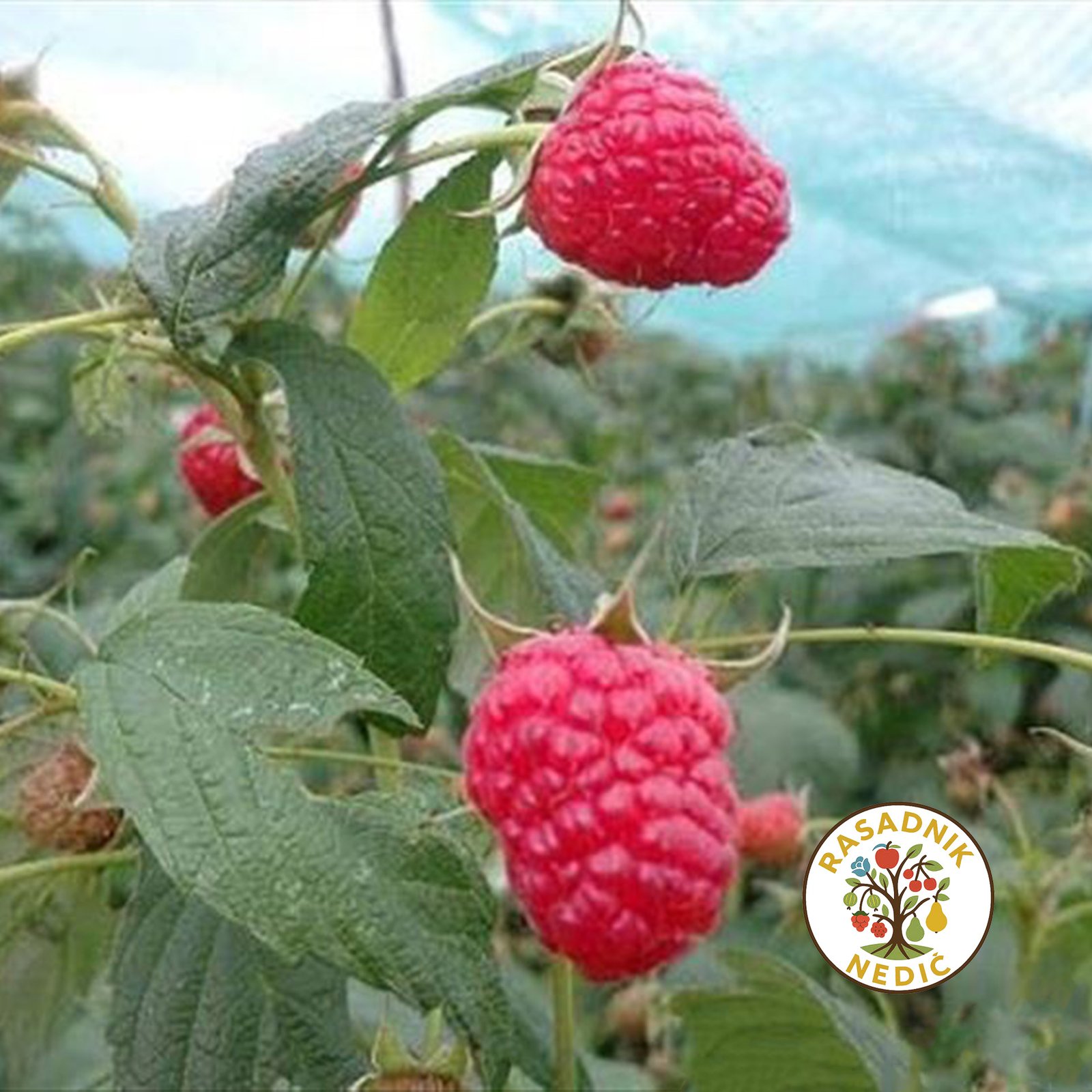 Sadnice Maline Polana Stalnoradjajuca