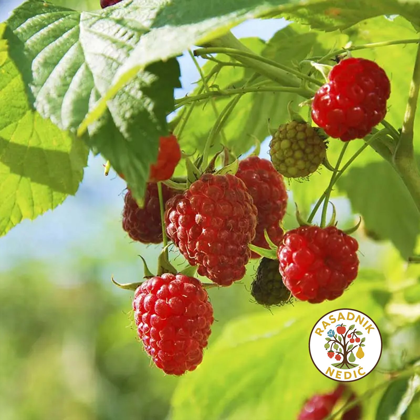 Sadnice Maline Vilamet