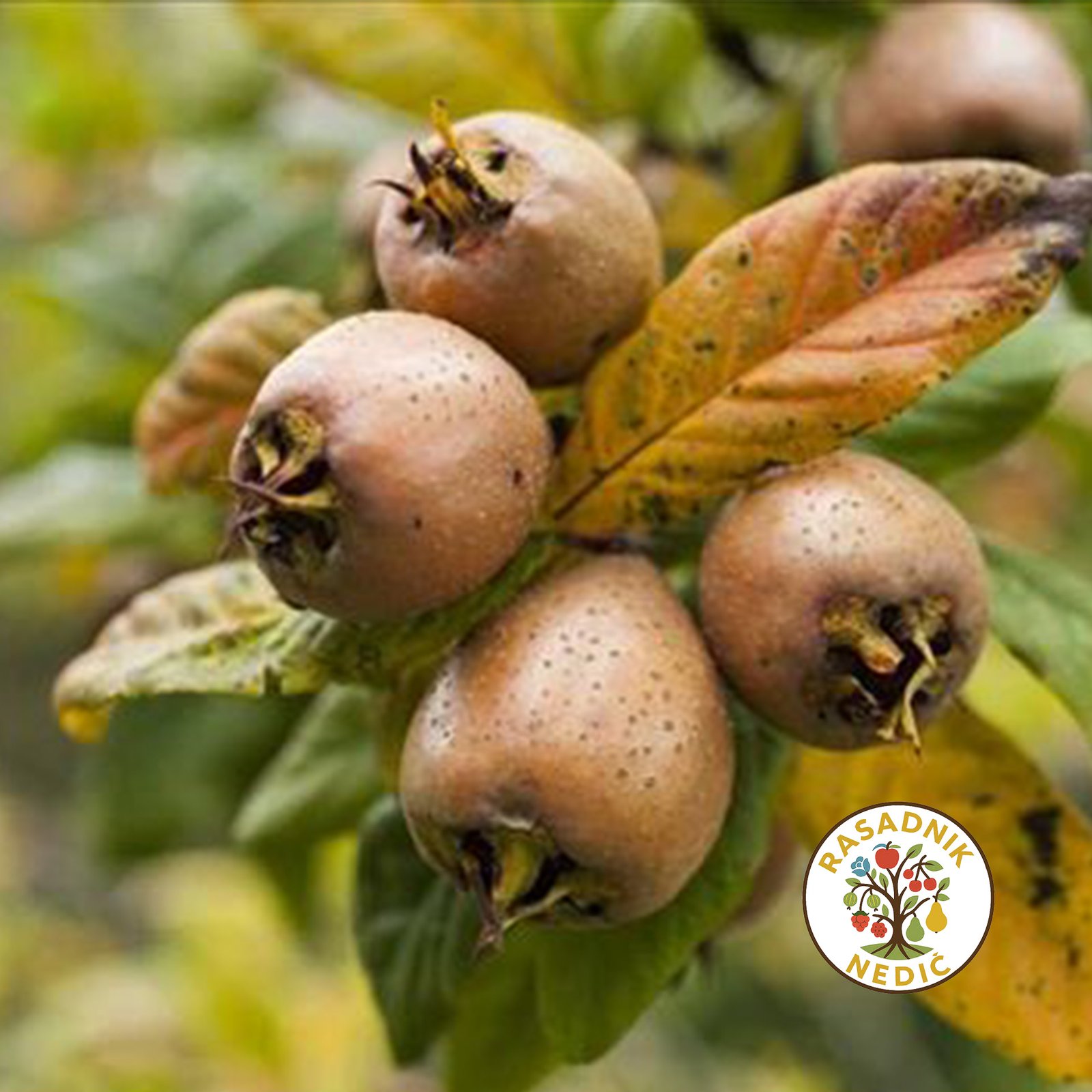 Sadnice Musmule Rojal