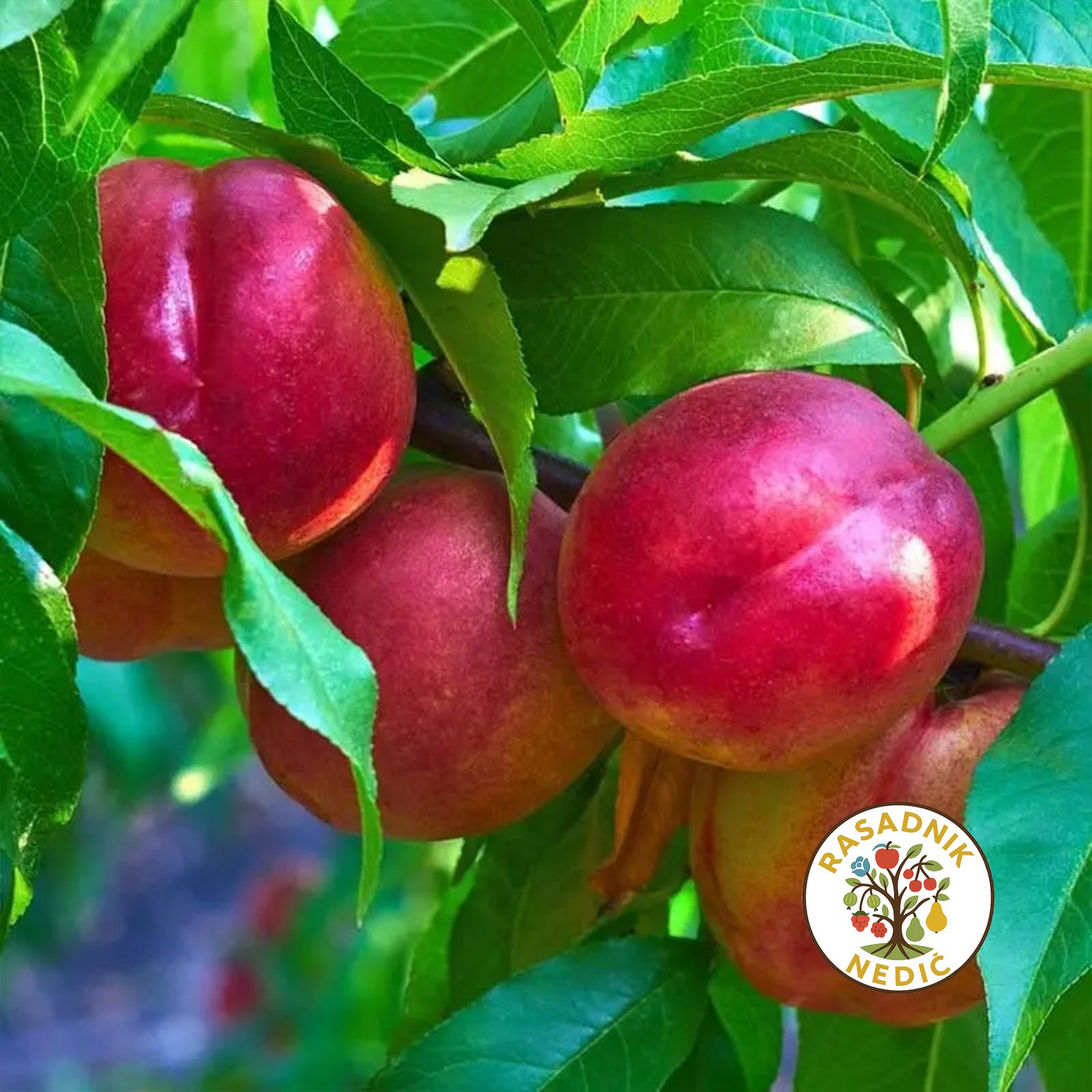 Sadnice Nektarine Fantazija 1