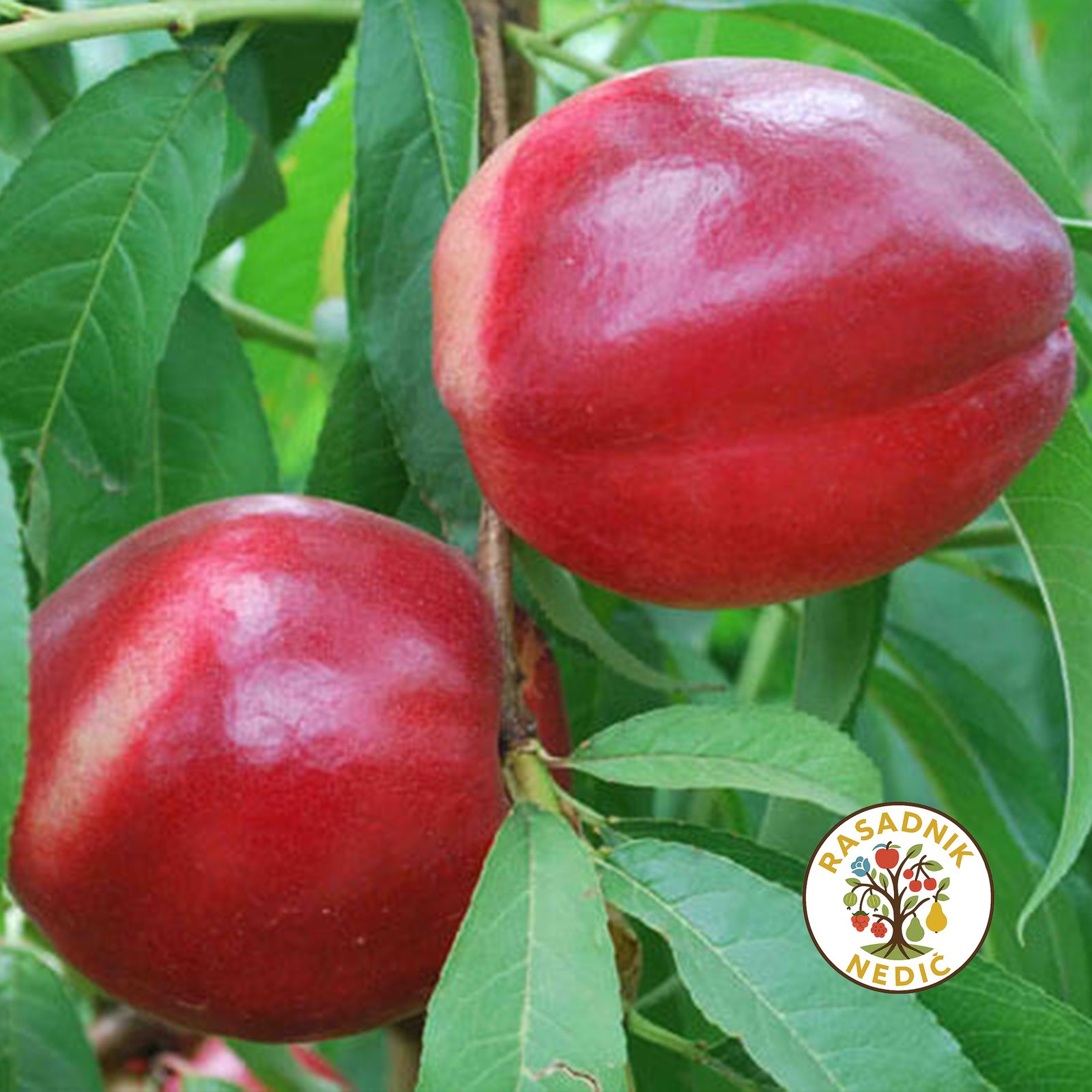 Sadnice Nektarine Keldezi