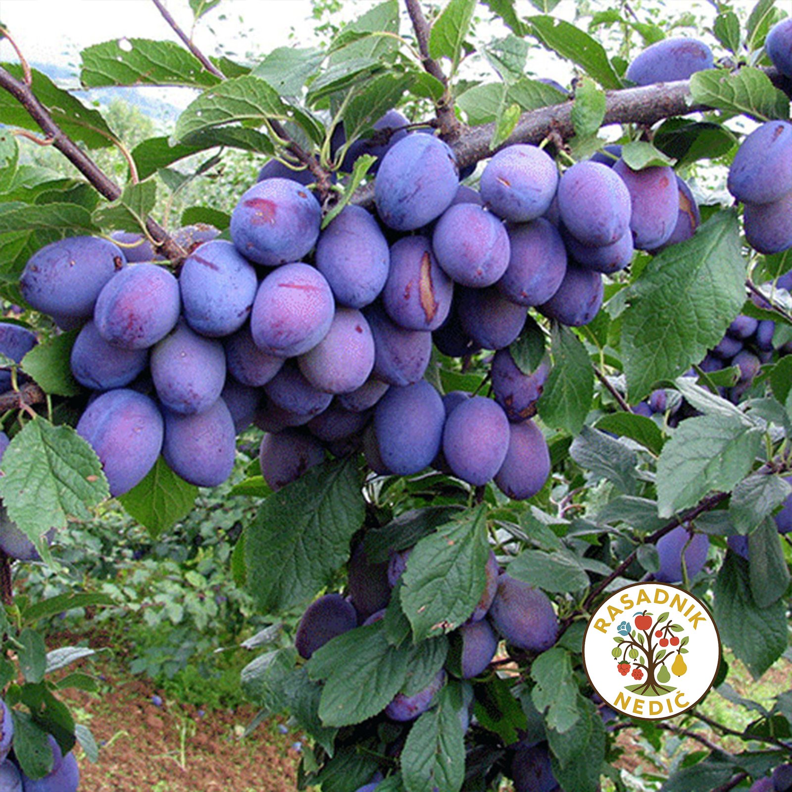 Sadnice Sljive Cacanska Lepotica