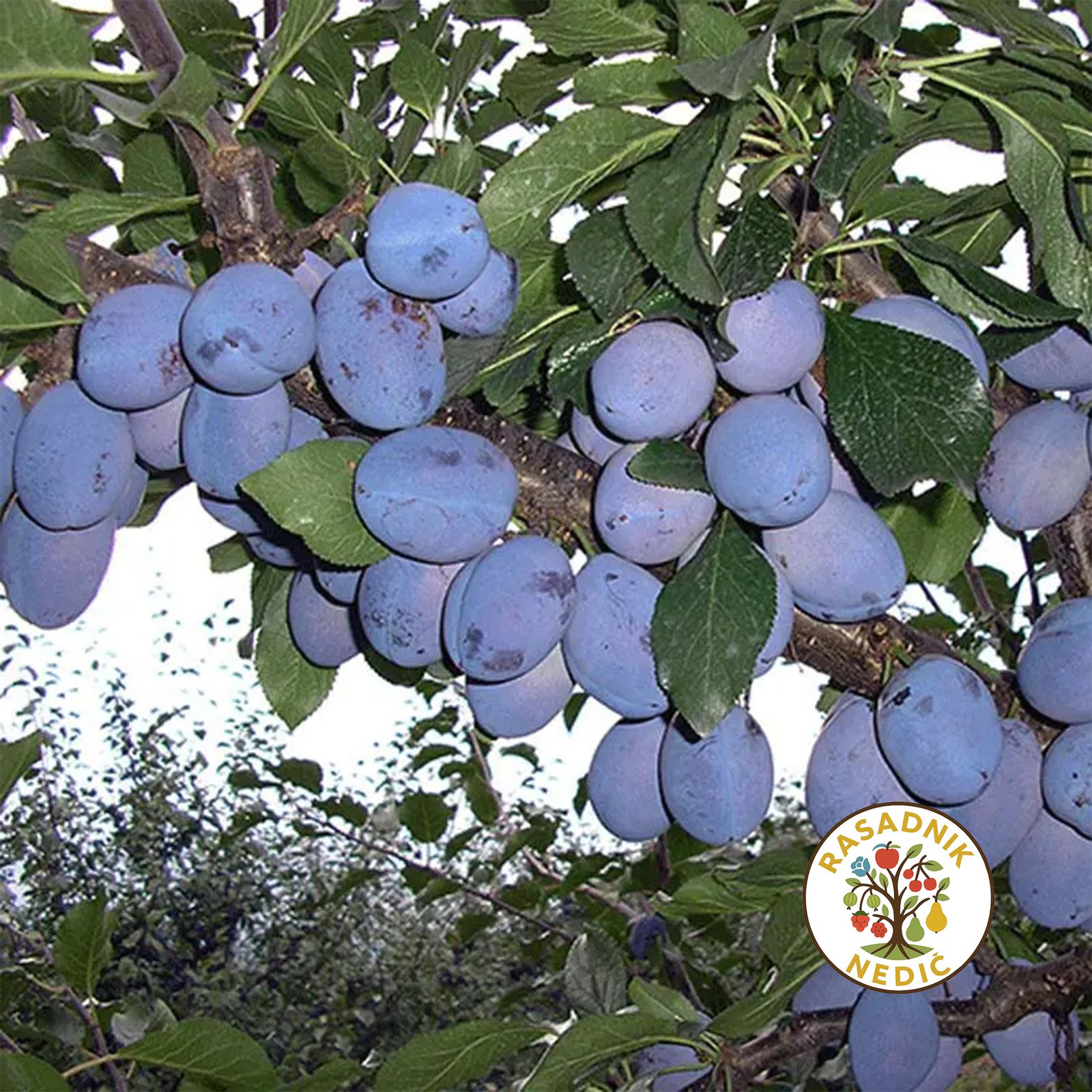 Sadnice Sljive Cacanska Rodna