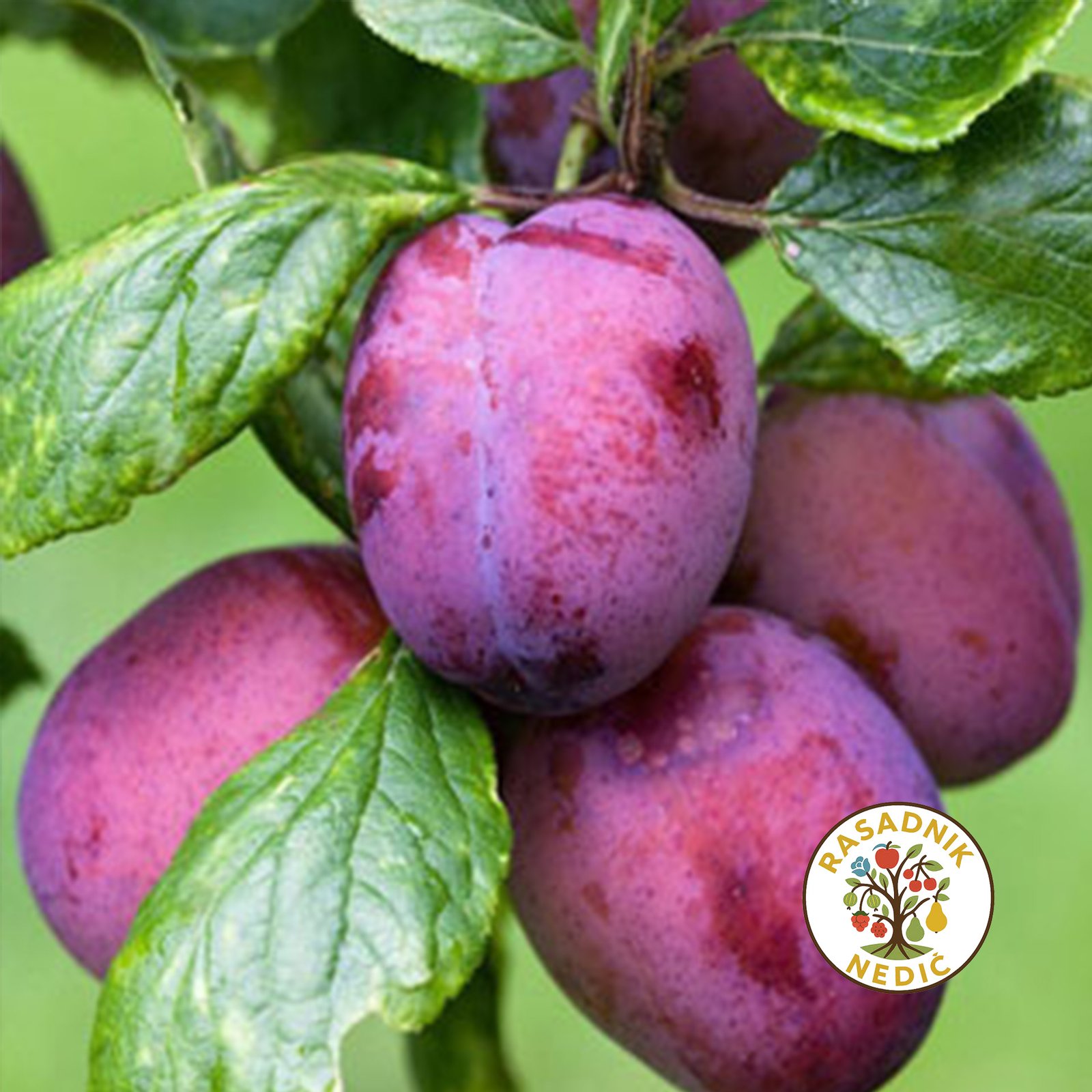 Sadnice Sljive Crvena Ranka