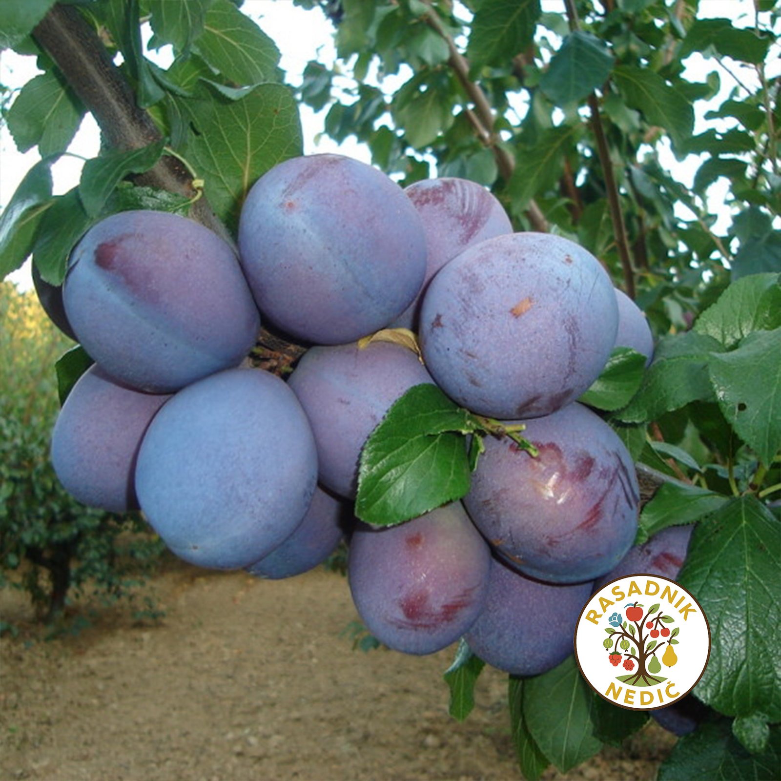 Sadnice Sljive Grose Felicija