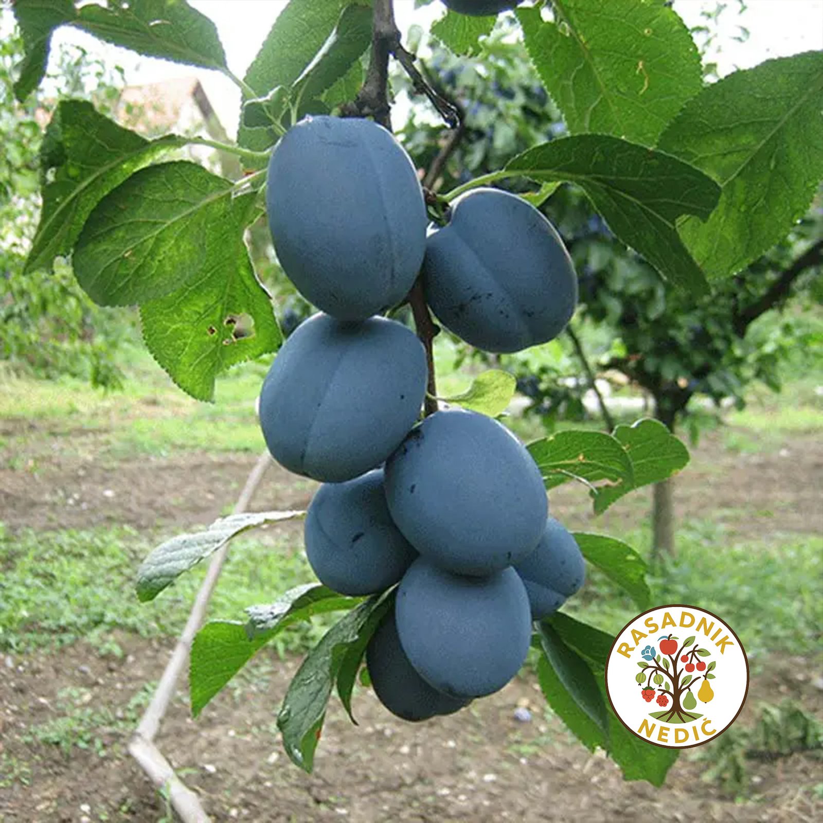 Sadnice Sljive Pozegaca