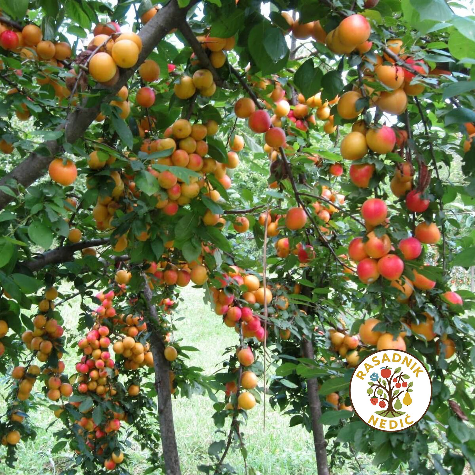 Sadnice Sljive Ruska Dzenarika