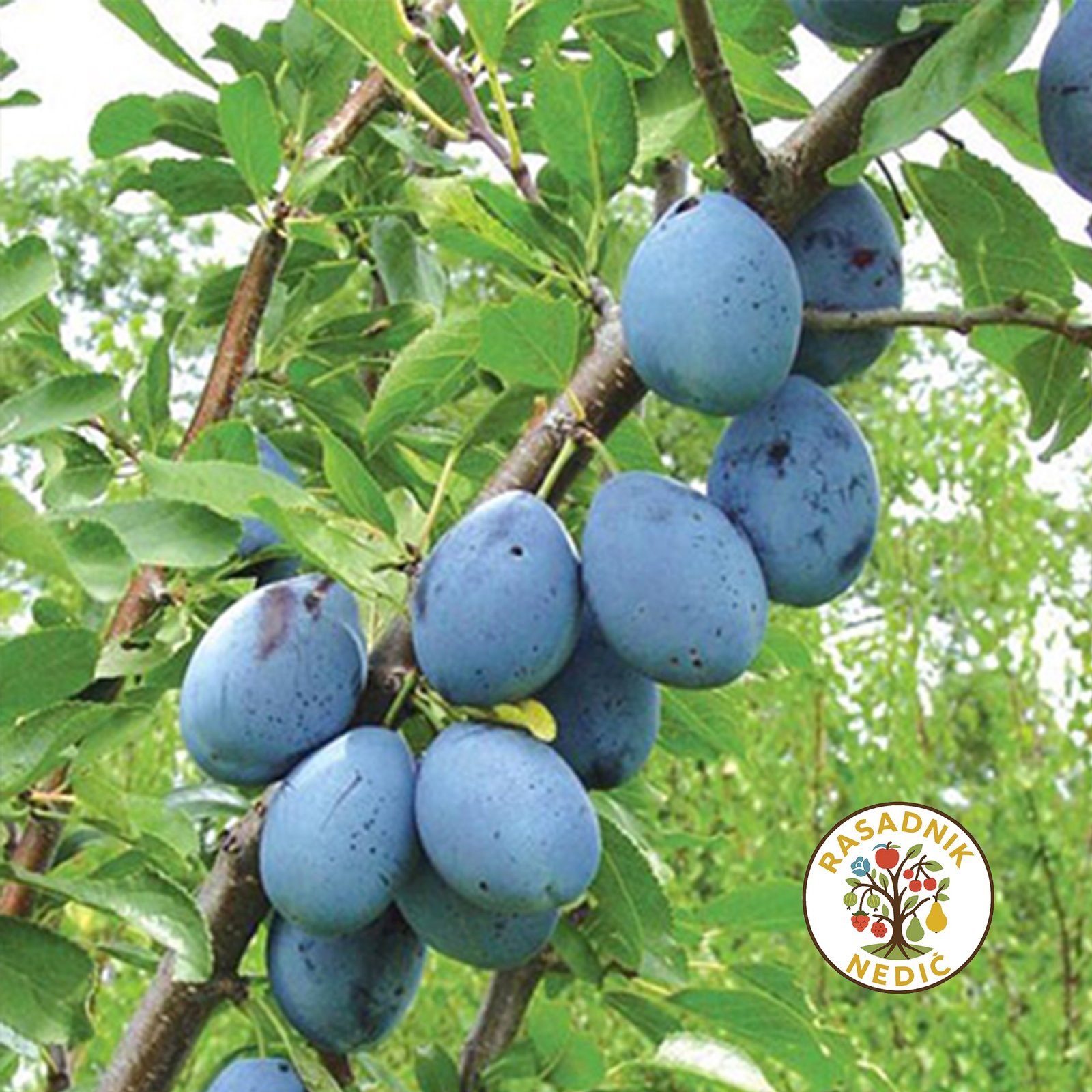 Sadnice Sljive Stenlej