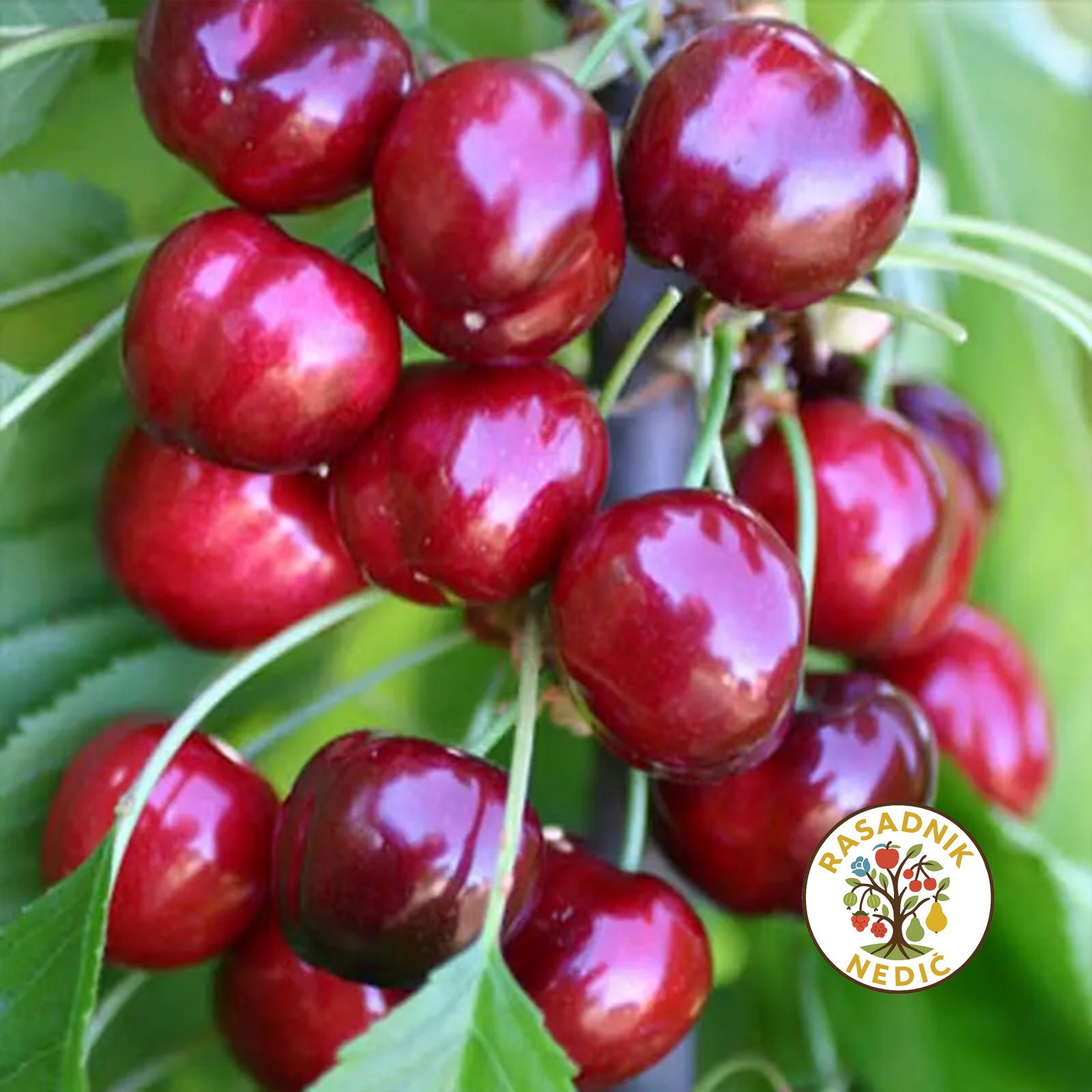 Sadnice Tresnje Burlat