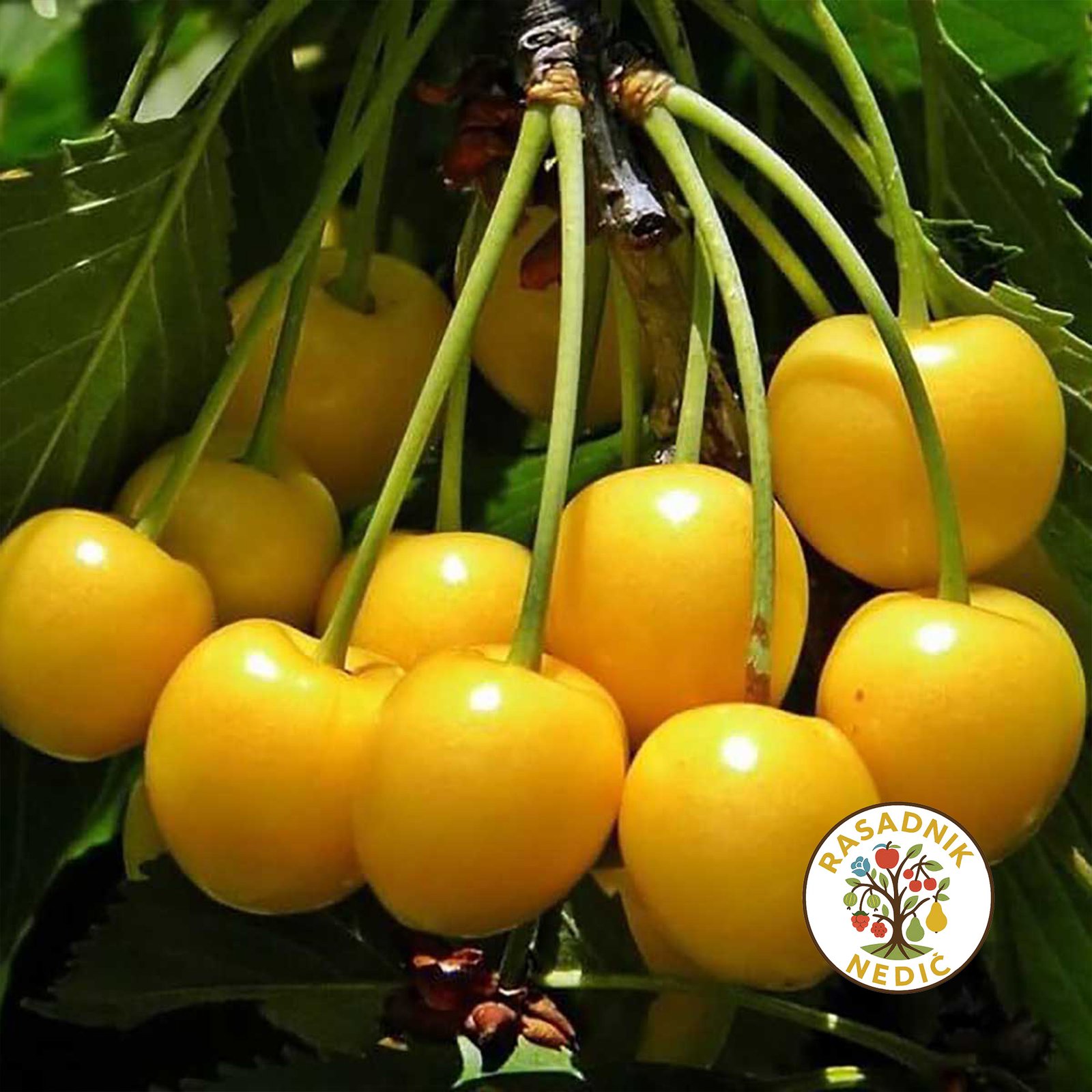 Sadnice Tresnje Droganova Zuta