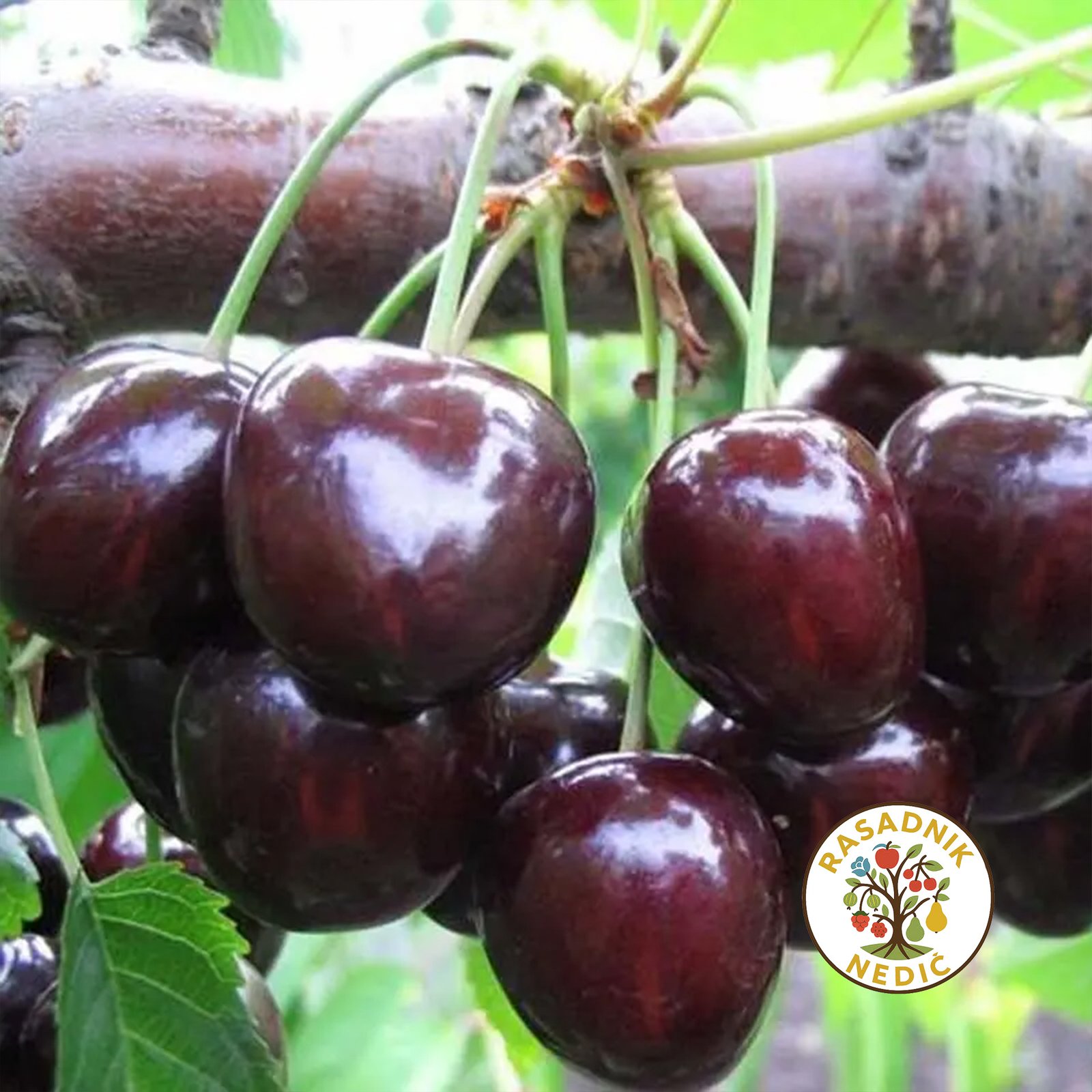 Sadnice Tresnje Kordija