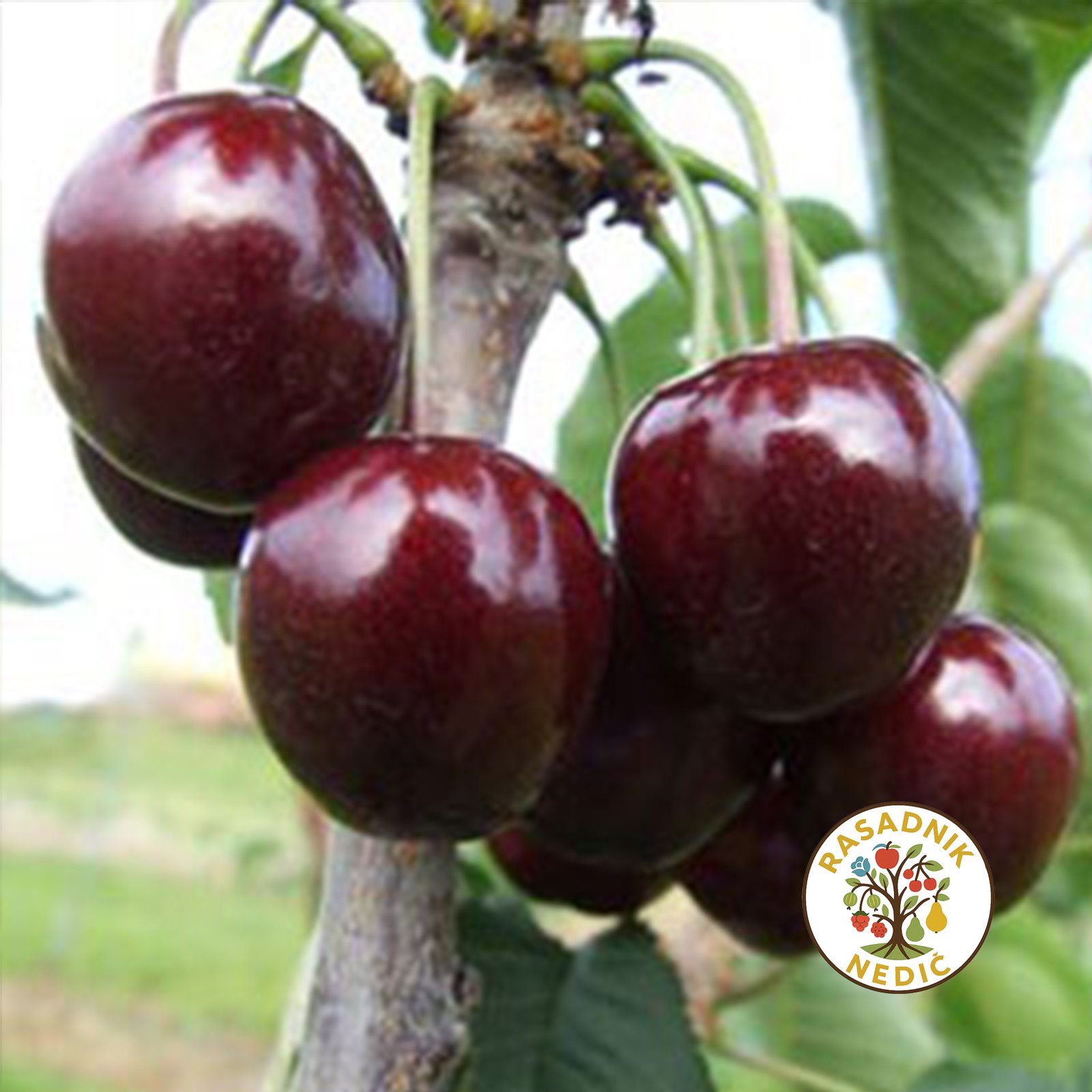 Sadnice Tresnje Regina