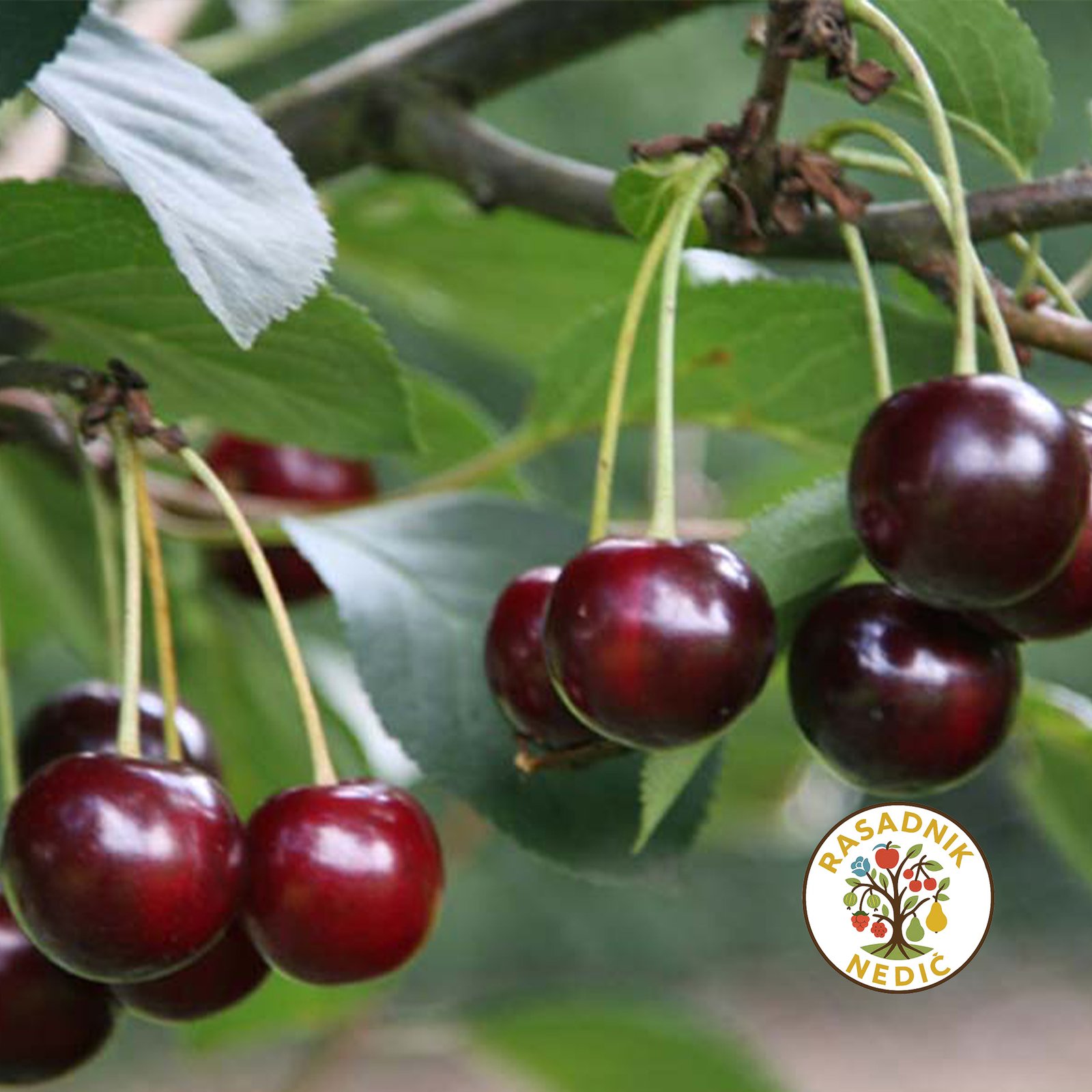 Sadnice Tresnje Sanberst