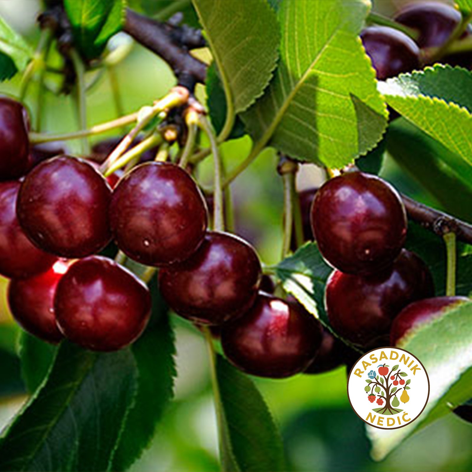 Sadnice Visnje Erdi Botermo