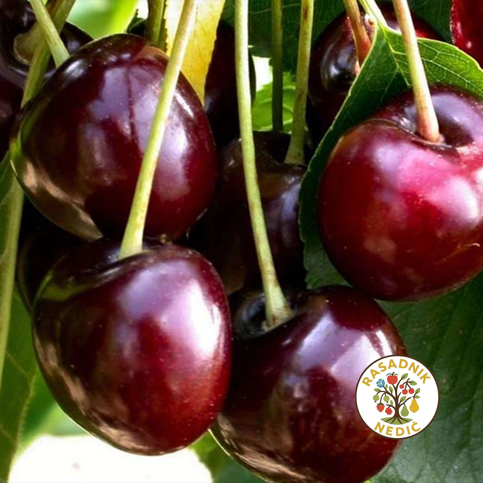 Sadnice Visnje Spanska Marela