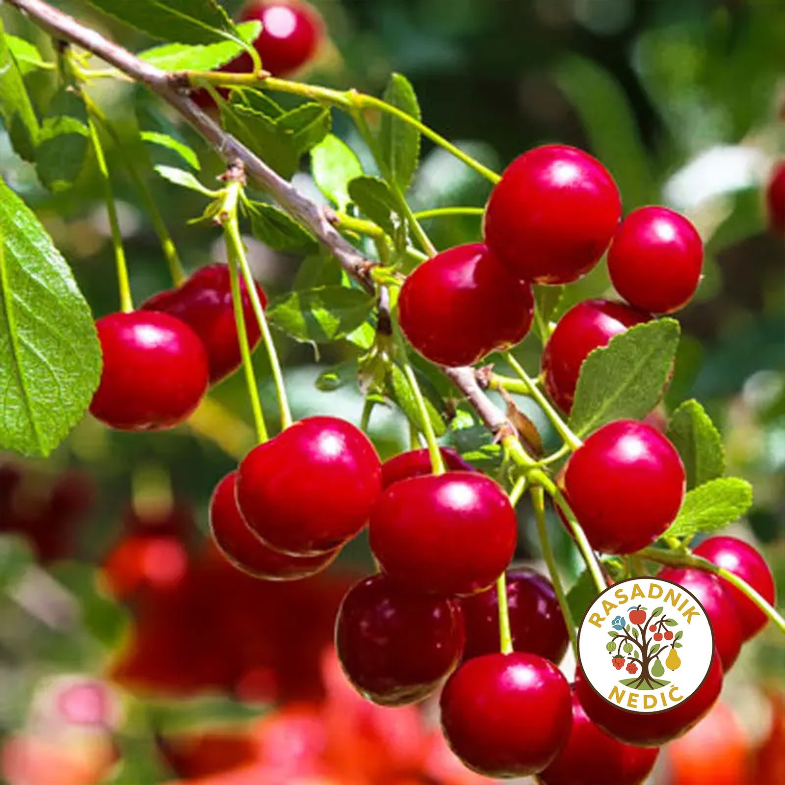 Sadnice Visnje Sumadinka