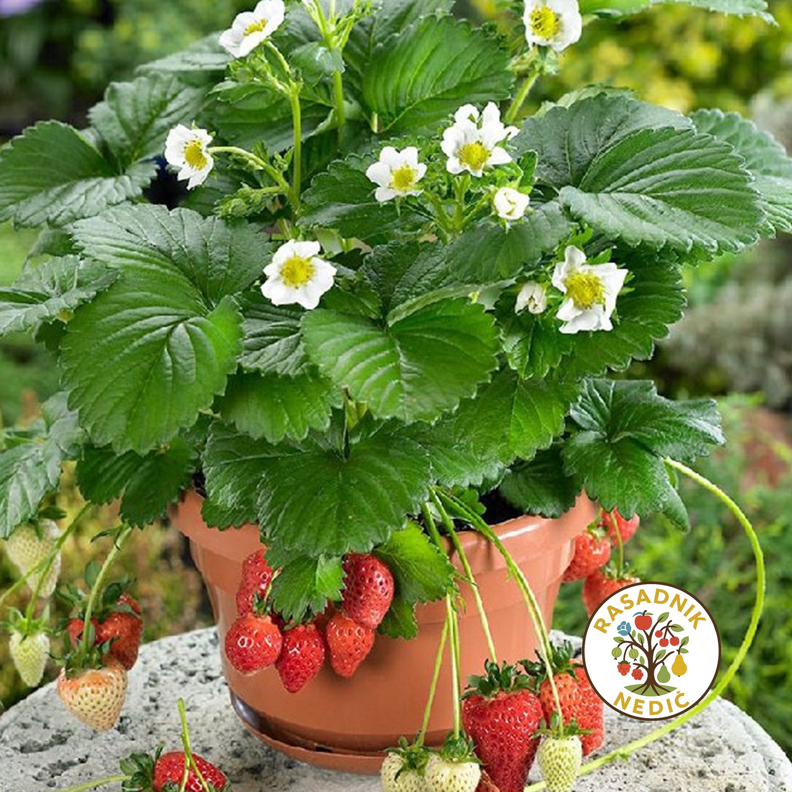 Stalnoradjajuce Jagode u Saksiji