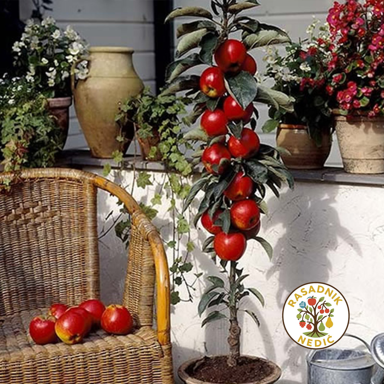 Stubasta Jabuka Crvena